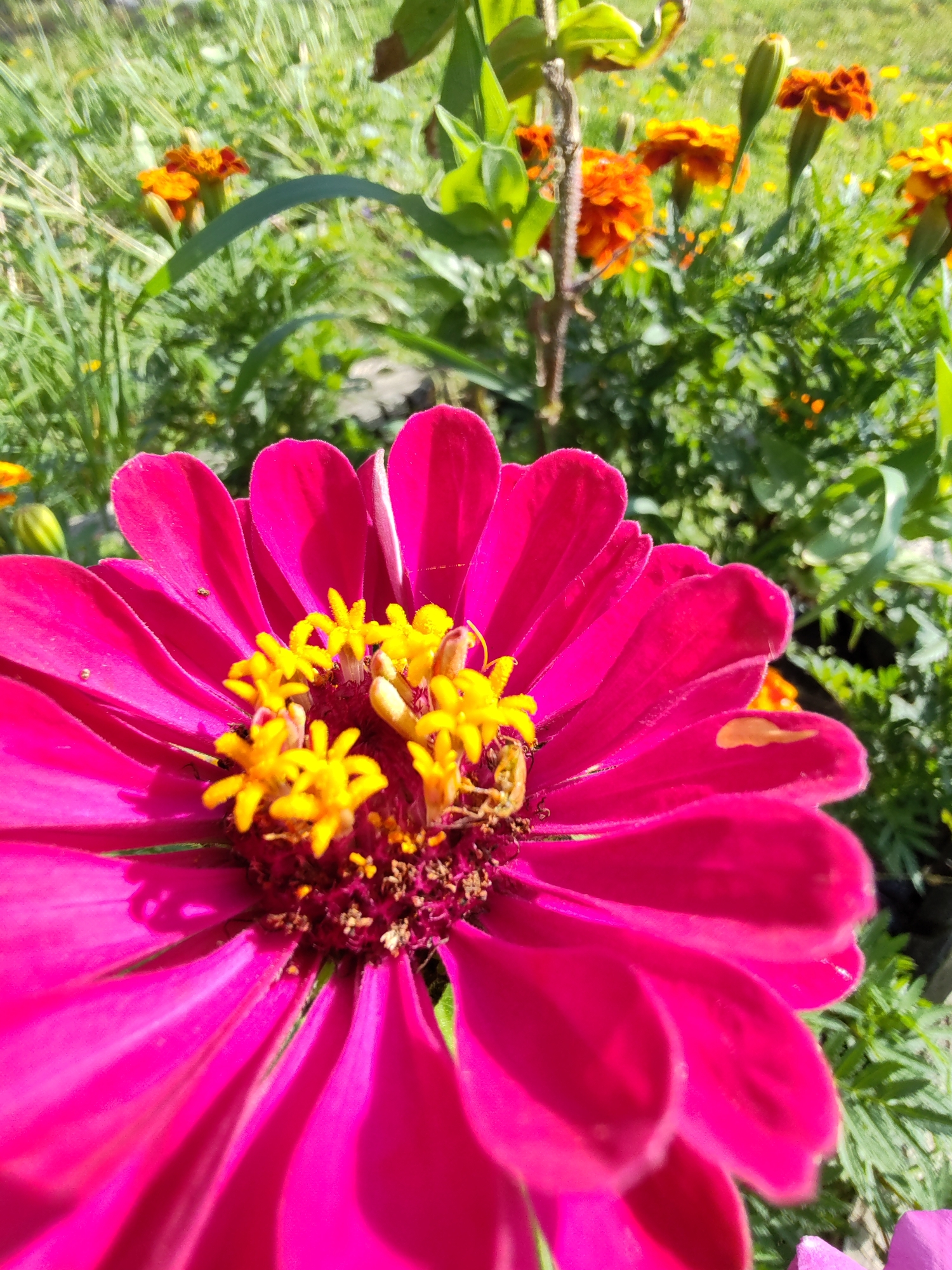 The image shows a close-up of a vibrant pink zinnia flower with yellow stamen, set against a background of green foliage and orange marigolds. The zinnia's petals are broad and slightly ruffled, catching the sunlight. Tiny insects are visible on some of the petals and the center of the flower. The background is softly blurred, suggesting a shallow depth of field, and hints at a sunny day in a garden setting. The location is specified as Чухлэм, Russia.