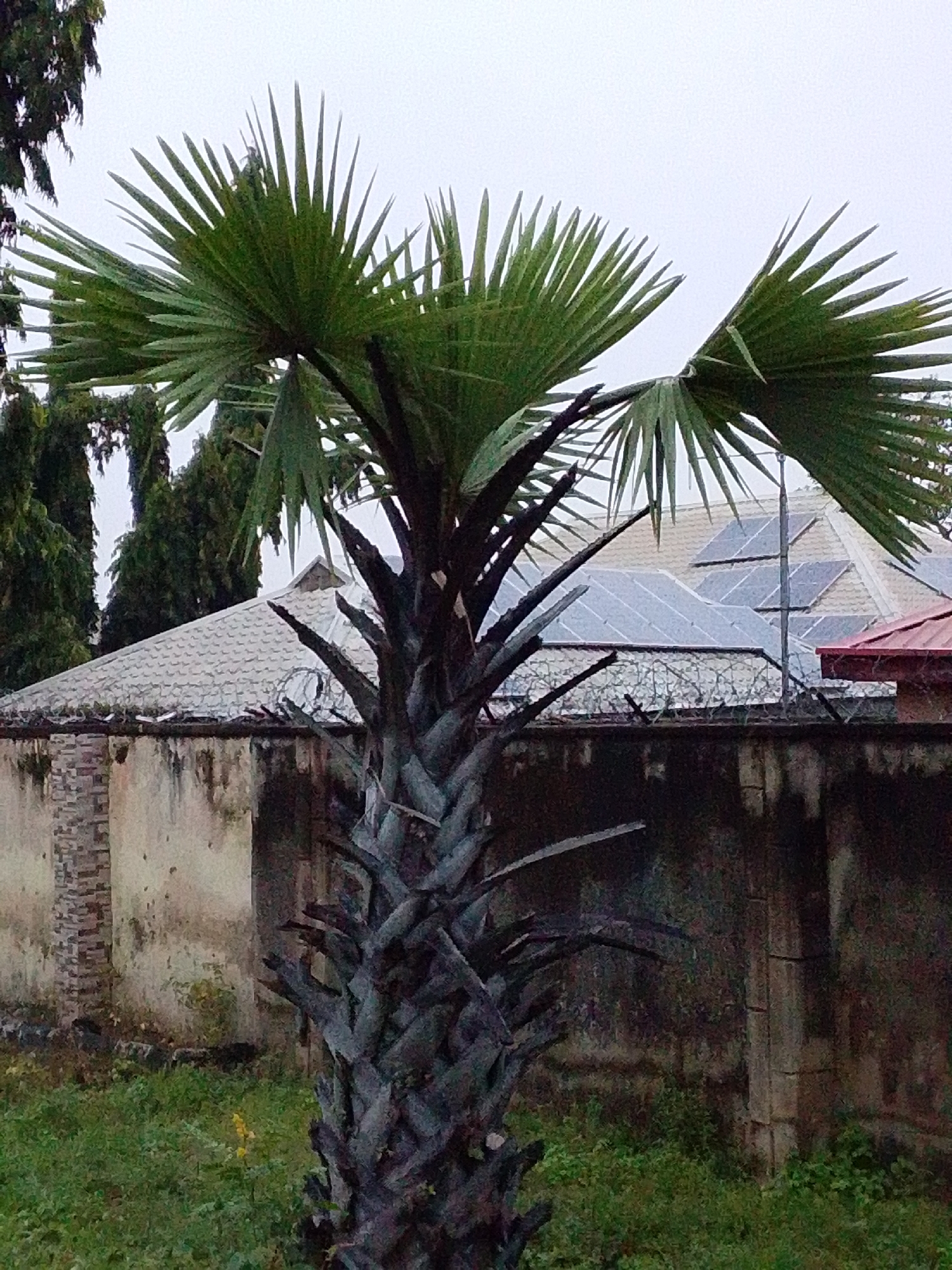 In Serti, Nigeria, a weathered wall topped with barbed wire encloses an area with a tiled roof structure featuring multiple solar panels. A mature palm tree with thick, textured bark and large, fanned fronds stands prominently in the foreground, partially obscuring the view of the building. The ground is covered with green grass. The sky is overcast.