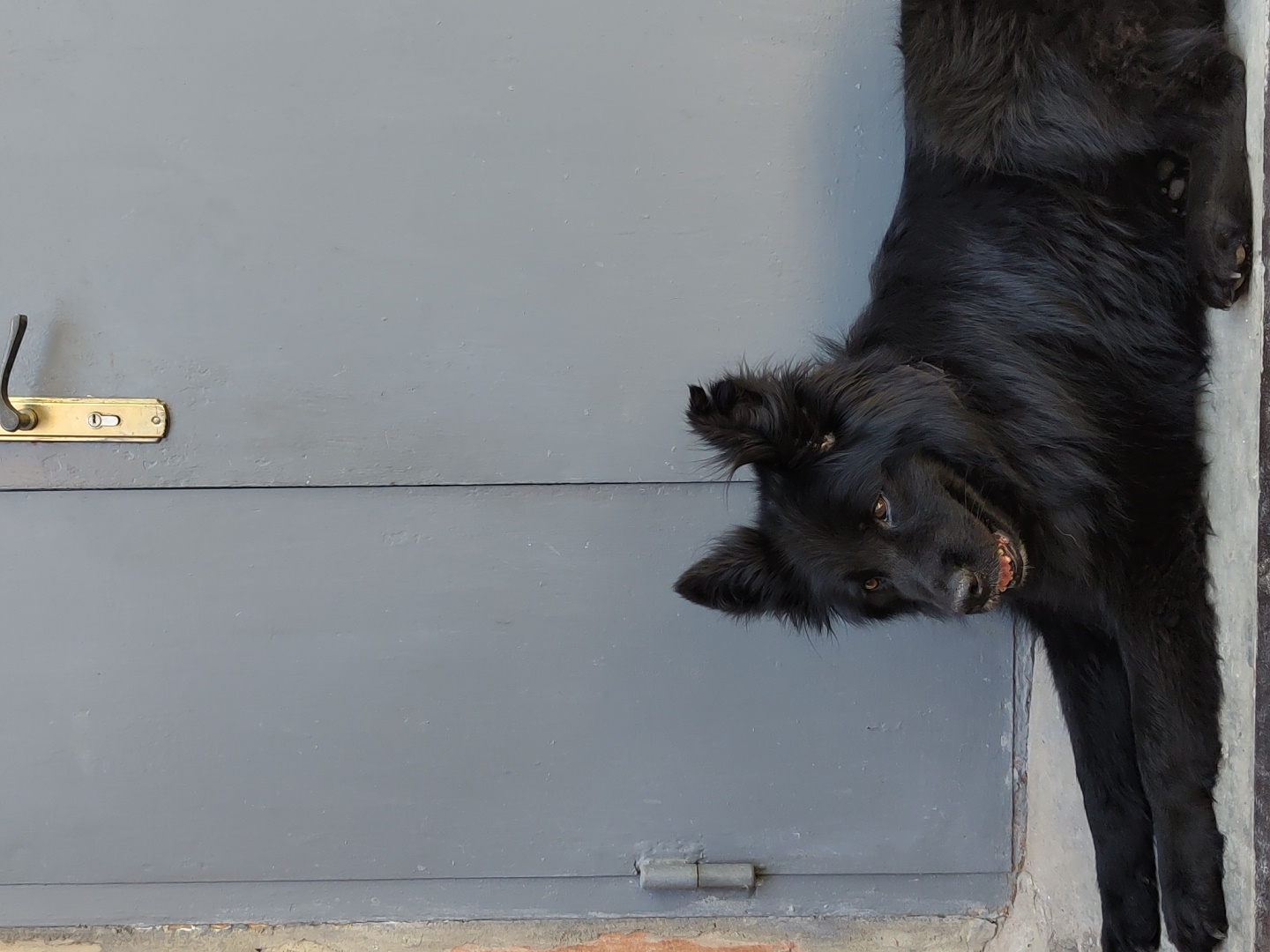 A black dog is lying on a gray painted surface next to a door with a brass handle. The location appears to be near a ground-level entrance, with a small section of brick visible. The dog is looking at the camera with its head tilted.