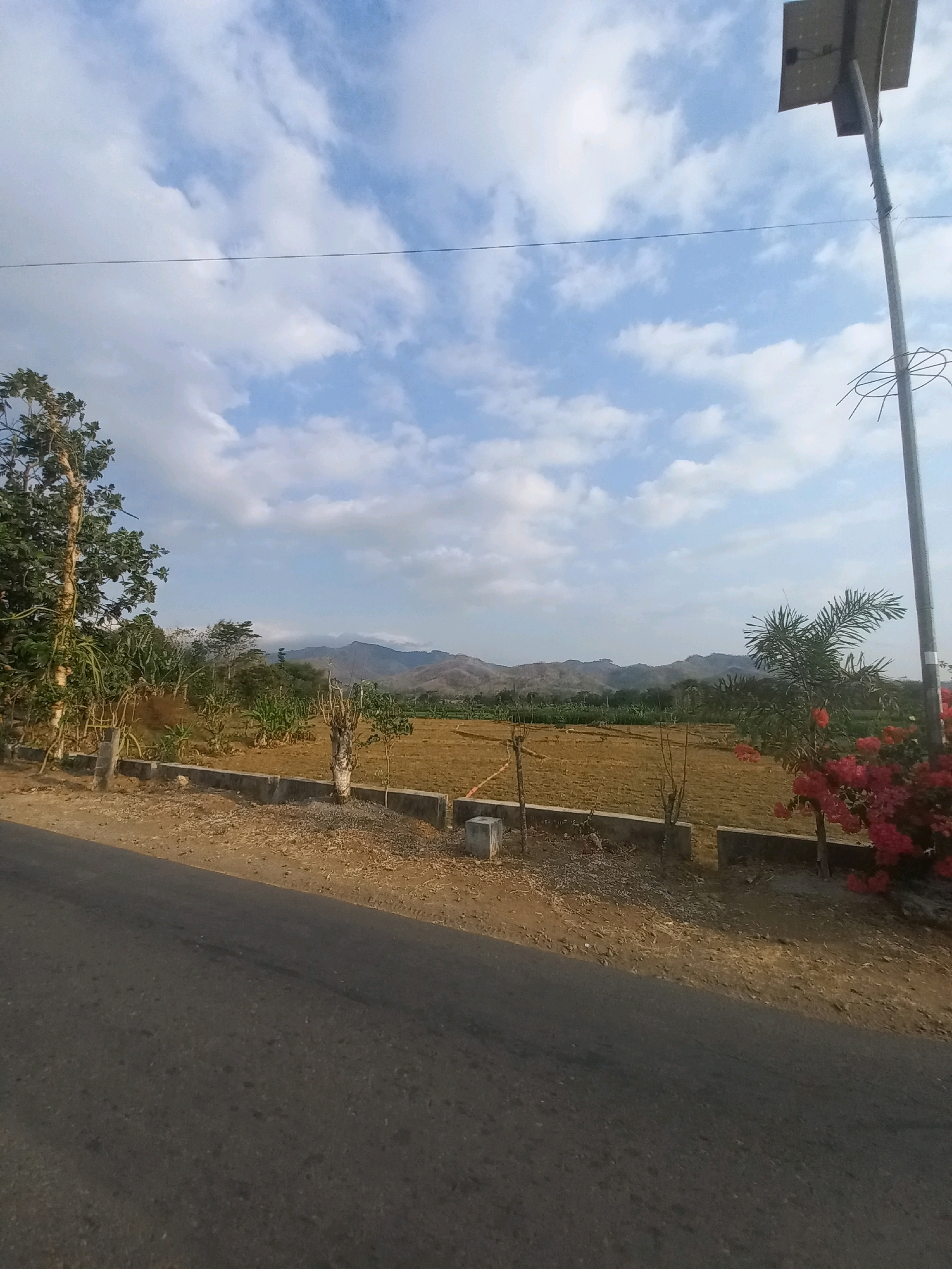 This is a daytime, eye-level, exterior shot of a rural roadside in Ngarjosari, Indonesia. The foreground features a dark asphalt road angled from the bottom left to the middle right of the frame. Beyond the road, a dusty embankment leads to a low concrete barrier. This barrier delineates a field with dry, brown soil. To the left, a tall tree with green foliage stands next to some smaller, barren trees and plants. A solar-powered street light with a solar panel is positioned on the right side of the frame, with a palm tree and a vibrant cluster of pink flowers near its base. In the background, a row of trees and vegetation separates the field from rolling, barren hills that fade into the horizon under a partly cloudy, pale blue sky. There are no people or animals visible in the scene.