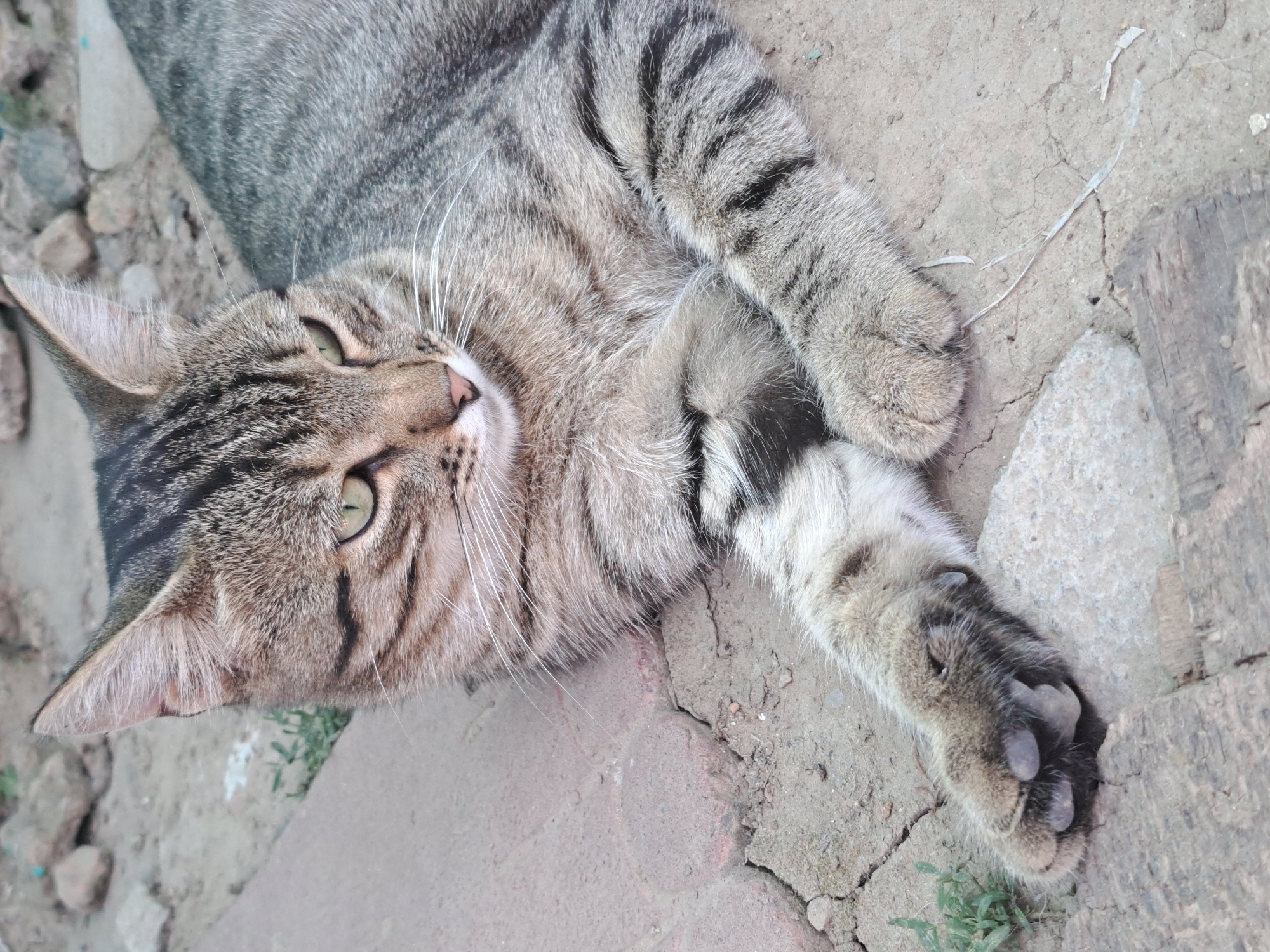 A tabby cat with green eyes is lying on cracked ground and paving stones. The cat's fur is striped brown, black, and gray. Its front paws are crossed in front of its chest. The background consists of stones and sparse vegetation. The scene is likely outdoors in a rural or suburban area of Vypasne, Ukraine, based on the environment.