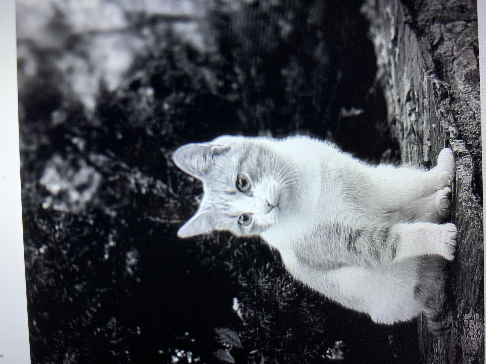 A black and white, slightly blurry photograph shows a light-colored cat with tabby markings sitting on a rough, textured surface, possibly wood or stone. The cat is facing to the left of the frame, with its head turned to look slightly back towards the viewer. Its eyes are open and appear to be a light color. The background is dark and out of focus, suggesting foliage or trees. The image does not provide any information about the city of Lymanka, Ukraine, or any specific location.