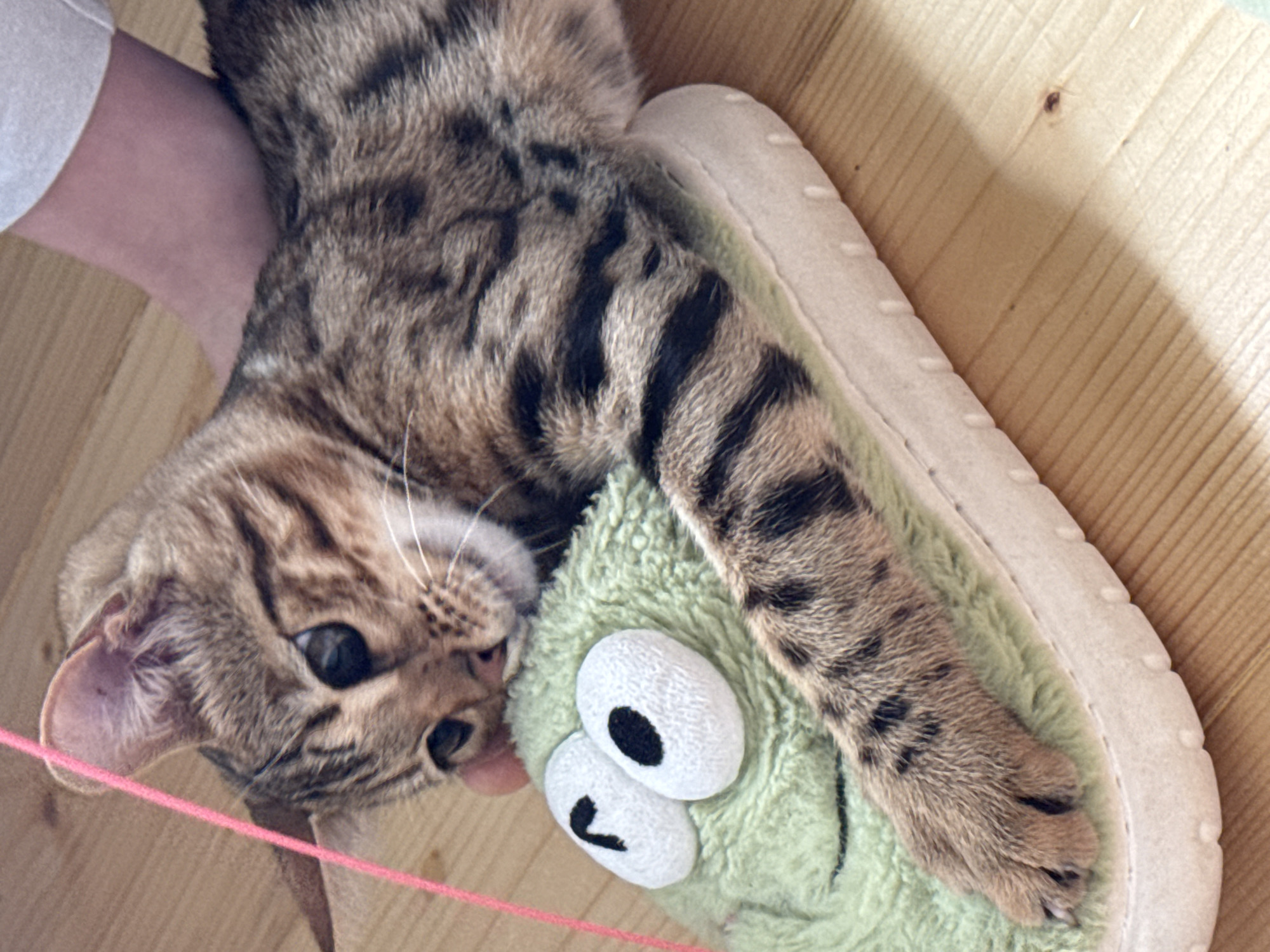A Bengal cat lies on a light-colored wooden floor, resting its head on a fuzzy green slipper shaped like a frog with large googly eyes. A person's hand, partially visible at the top of the frame, is gently stroking the cat's back. A pink string is also visible, extending from the upper left corner of the image. The scene appears to be indoors, with no specific Rzhev, Russia landmarks identifiable.