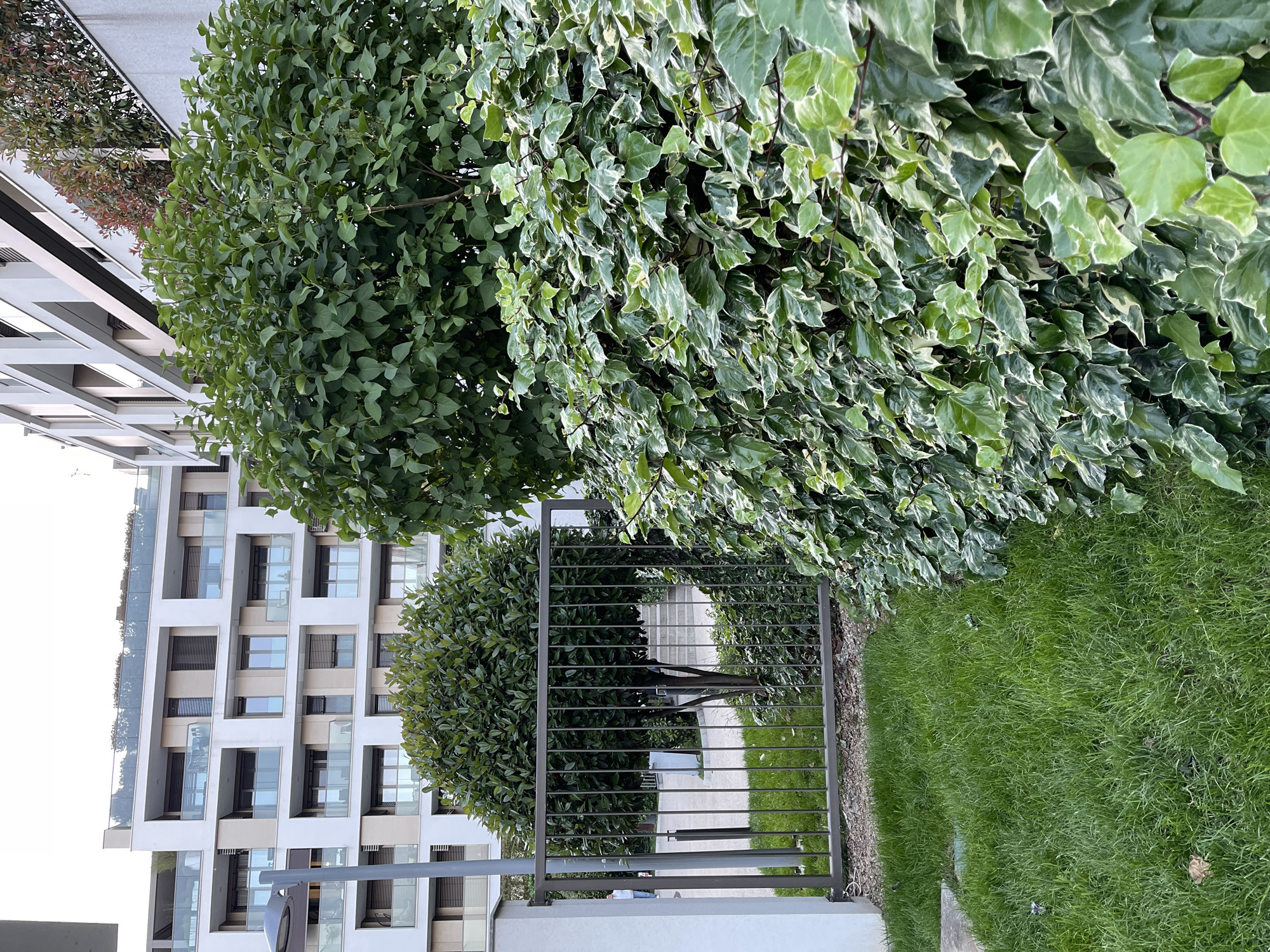A photo taken in Vozdovac Urban Municipality, Serbia, displays a gated entrance to a pathway. The gate is metallic and of a simple horizontal bar design. Green grass flanks the right side of the gate. Bushes, one with variegated leaves, are on either side and above the gate. A white modern building stands behind and to the left of the scene. The sky is partly visible in the upper left corner. A lamp pole is visible in the bottom left corner.