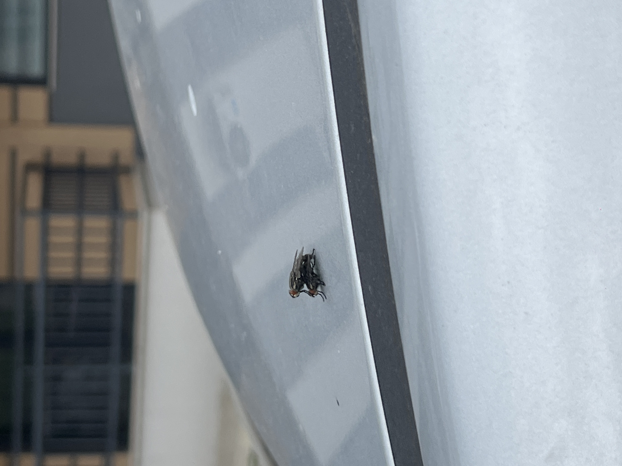 The image shows two flies mating on a light gray surface, likely part of a building exterior. In the blurred background, a window with a grid pattern is visible, suggesting an urban setting. The location is specified as Burgas, Bulgaria, though this cannot be verified from the image alone.
