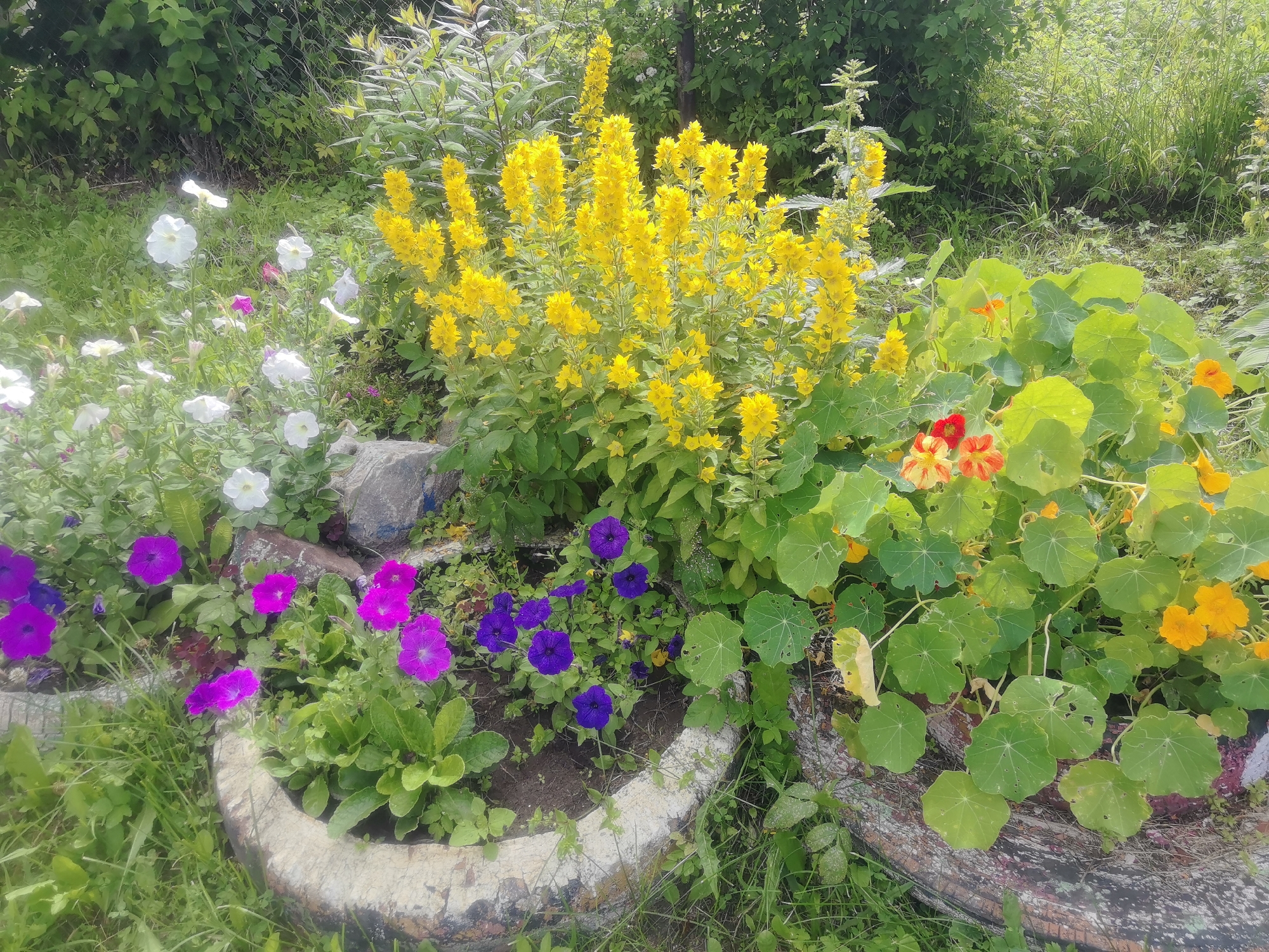 The image depicts a vibrant flower garden situated in Kashino, Russia. The garden features a diverse array of blooming flowers, including bright yellow clusters of tall flowers, purple and pink petunias, white petunias, and orange and red nasturtiums. These flowers are planted in raised beds, one of which appears to be made from a repurposed tire, filled with soil and surrounded by lush green grass and other foliage. The background consists of dense green bushes and trees, suggesting a natural, possibly wild, setting. The lighting indicates it is daytime, with sunlight casting shadows and illuminating the colorful blooms. There are no people or animals visible in the scene, and the overall impression is one of a well-maintained, blooming garden in a natural environment.