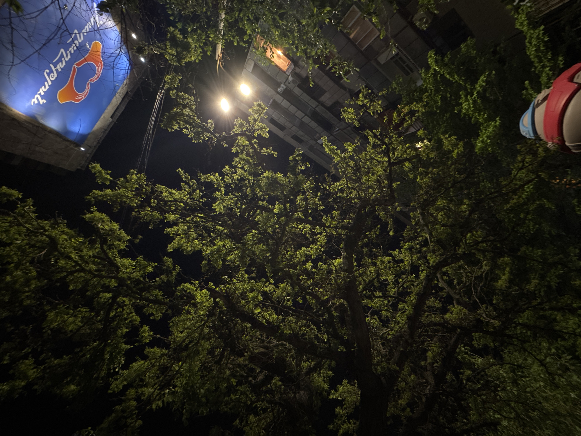 The image is a nighttime shot taken from a low angle, looking up into the canopy of a large tree. The tree is in full leaf, with the leaves illuminated by a street light visible between the branches. In the background, there is a tall building with a grid-like pattern on its facade. To the left, there is a blue sign with orange and white text and an image of hands holding a heart. The image may be located in Yerevan, Armenia, because the text on the sign appears to be in Armenian. A red and blue object is partially visible in the upper right corner of the frame. The environment is urban.