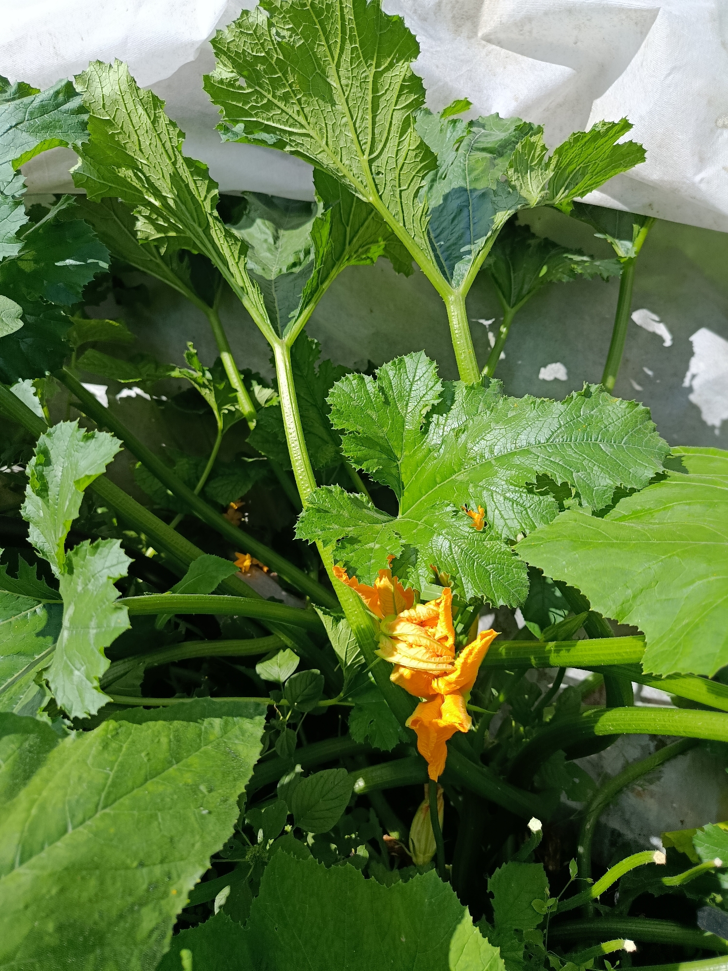 The image shows a close-up view of a squash plant with large green leaves and a bright orange flower. The plant is growing outdoors, possibly in a garden, as indicated by the presence of soil and other vegetation. A white material, possibly a garden cover or sheeting, is visible in the upper part of the image. The scene appears to be set in the city of Vereya, Russia, though specific details about the location within the city are not provided. There are no people or animals visible in the image. The lighting suggests it is daytime.