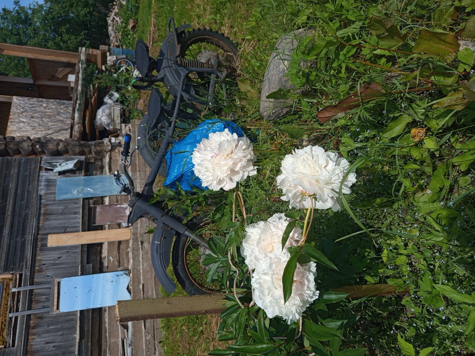 A bicycle is leaning against a wooden structure in an outdoor setting. The bicycle is dark-colored and partially covered by a bright blue tarp. In the foreground, three large, white peonies are in bloom, their petals lush and full. The background features lush green grass and foliage, with a large, rough stone visible. Sunlight filters through the leaves, suggesting it is daytime, likely a clear day. The wooden structure appears weathered, possibly part of a shed or fence. The overall scene evokes a rustic, natural environment. There is no visible text.