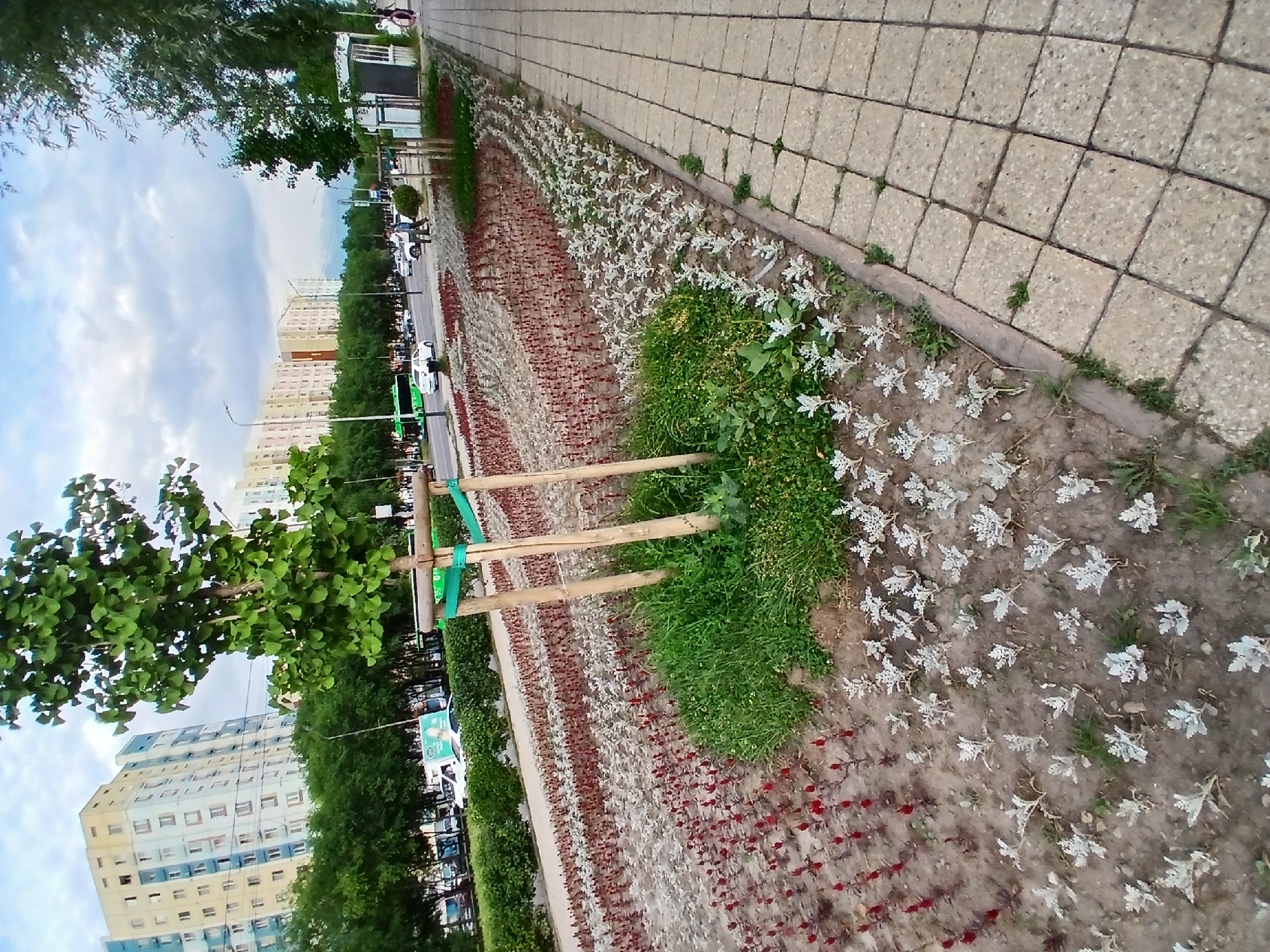 The image shows an outdoor scene, possibly a city street or park, with a sidewalk made of light-colored square tiles on the right. Adjacent to the sidewalk is a flowerbed with rows of plants. The flowerbed contains a mix of red and white flowering plants, with some areas of green grass. A young tree, supported by wooden stakes and green straps, stands in the foreground, to the left of the flowerbed. In the background, there are several multi-story apartment buildings with light-colored facades and numerous windows. Trees line the street between the buildings and the flowerbed. Cars are visible parked along the street and some are in motion. A green bus is also present. The sky above is cloudy. The image appears to be taken during daylight hours, possibly late afternoon or early evening. There is no visible text in the image.