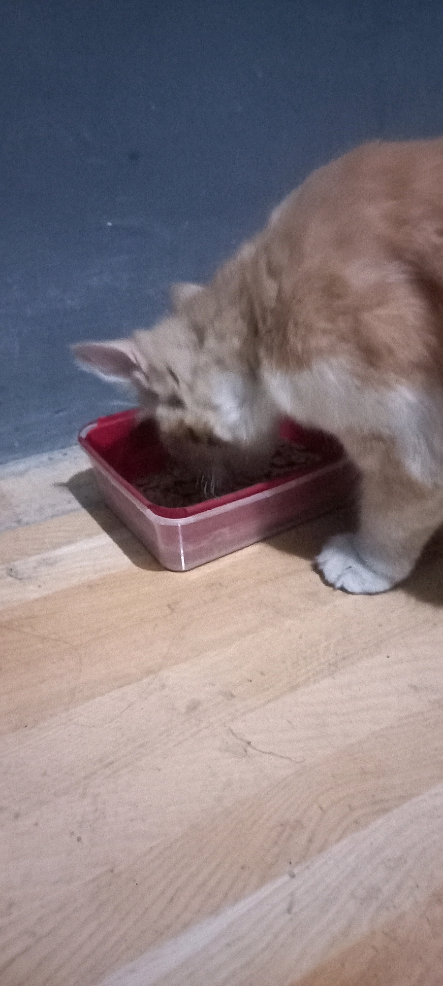 An orange and white domestic cat is shown eating from a red plastic food dish. The cat is positioned on a light-colored wooden floor. The background consists of a dark blue wall. The scene is indoors. The provided information about the city of Kwangsan, Indonesia is not visible in the image.