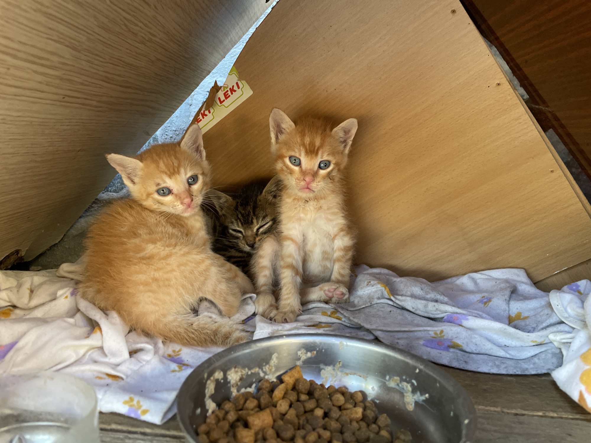 Three kittens are nestled under a wooden structure. Two are orange, and one is a tabby cat. A metal bowl filled with brown kibble sits in the foreground. The kittens are on a patterned cloth on a wooden surface. The location is likely Zlatograd, Bulgaria, given the context.