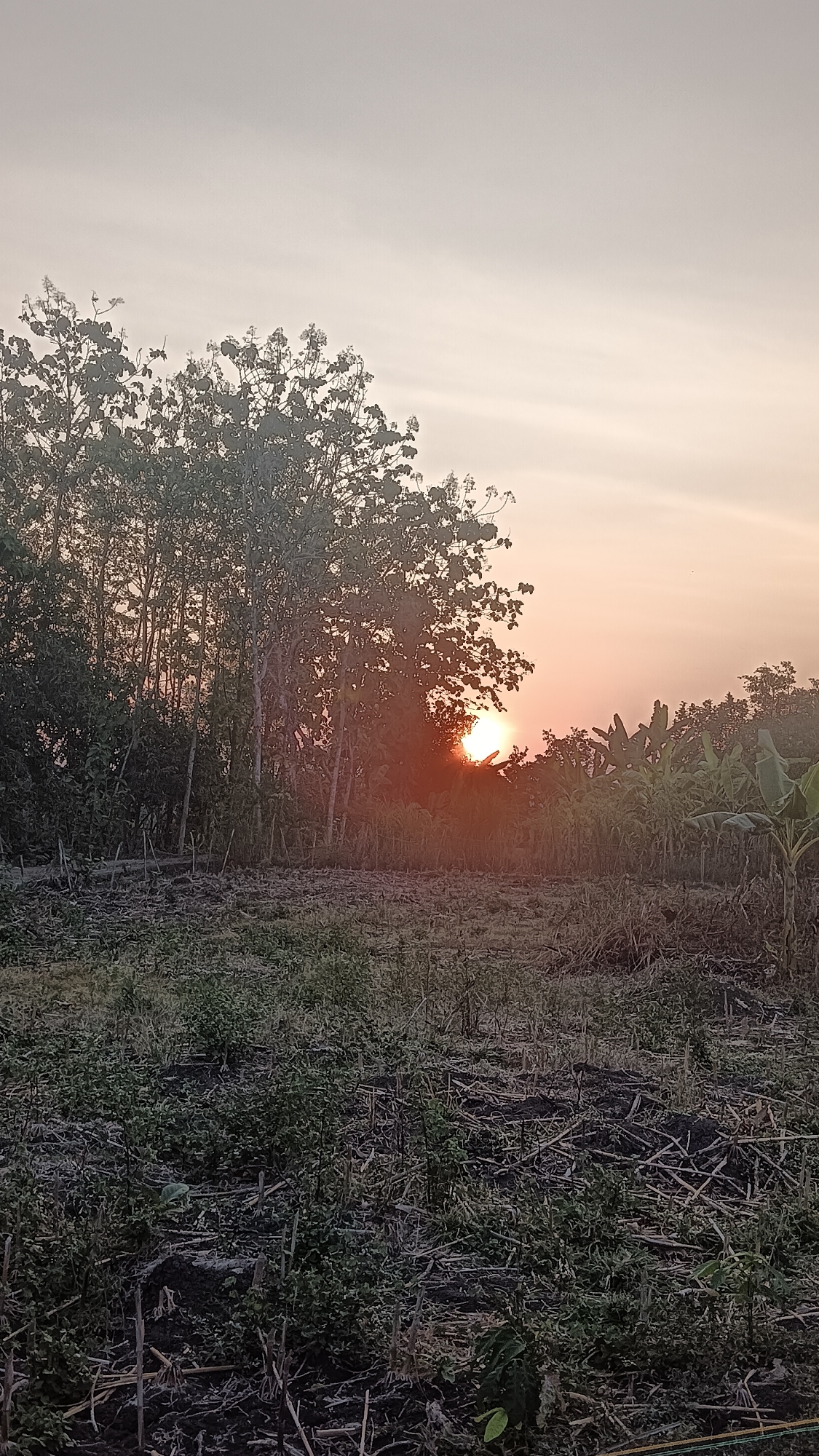This image captures a rural landscape at sunset in Tanggan, Indonesia. The foreground is a field of dry vegetation and scattered plant debris, suggesting it might be a harvested area. In the midground, a dense line of trees and foliage creates a natural barrier, with banana trees visible on the right side. The setting sun, a vibrant orange orb, is partially obscured by the trees and foliage, casting a warm glow and creating a silhouette effect. The sky above is a pale orange and gray, indicating the transition from day to night. The overall scene evokes a peaceful, natural environment at the end of the day.