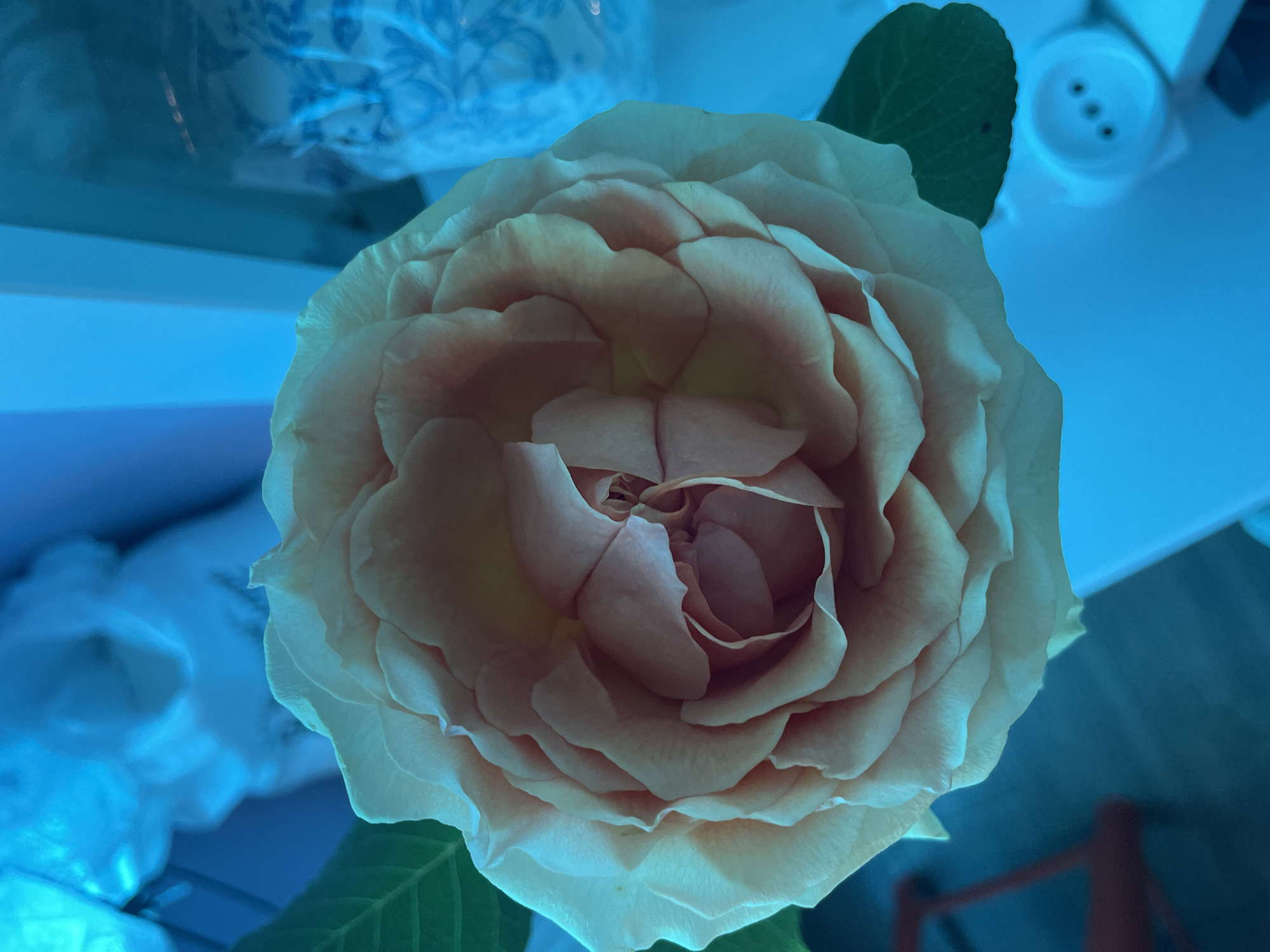 A top-down, close-up photograph shows a peach-colored rose with numerous petals and a couple of green leaves. The background is out of focus, but includes hints of a patterned vase and white objects, all bathed in a blue light. The location is not discernible as Olginka, Russia.