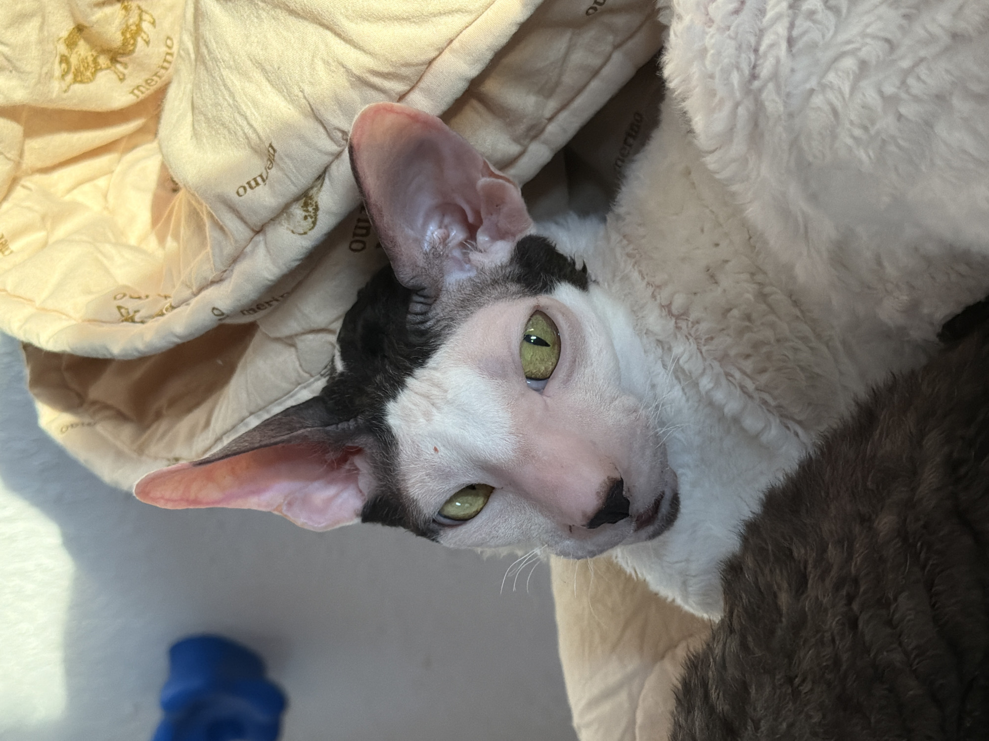 An indoor portrait of a Cornish Rex cat with distinctive large ears and curly white fur with black patches on its head. The cat has green eyes and a pink nose. It is lying down, partially obscured by a dark brown furry surface in the foreground and a cream-colored blanket with subtle sheep patterns and the word "merino" printed on it in the background. The lighting suggests a natural light source, possibly from a window, casting a shadow on the wall behind the cat. There is no discernible location in Yekaterinburg, Russia, or any other specific geographic information in the image.