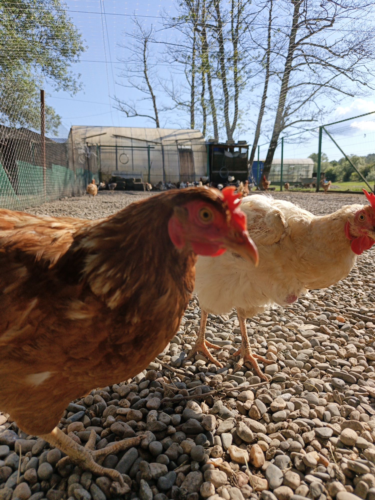 Two chickens stand on a gravel-covered ground in an outdoor enclosure. In the foreground, a brown chicken is partially visible on the left, with its head and upper body in focus. To its right and slightly further back, a lighter-colored chicken is in full view, also facing towards the right. In the background, a greenhouse structure is visible, along with trees and a fence. The sky is clear and blue. The scene appears to be a rural or farm setting. The location is specified as Pshada, Russia.