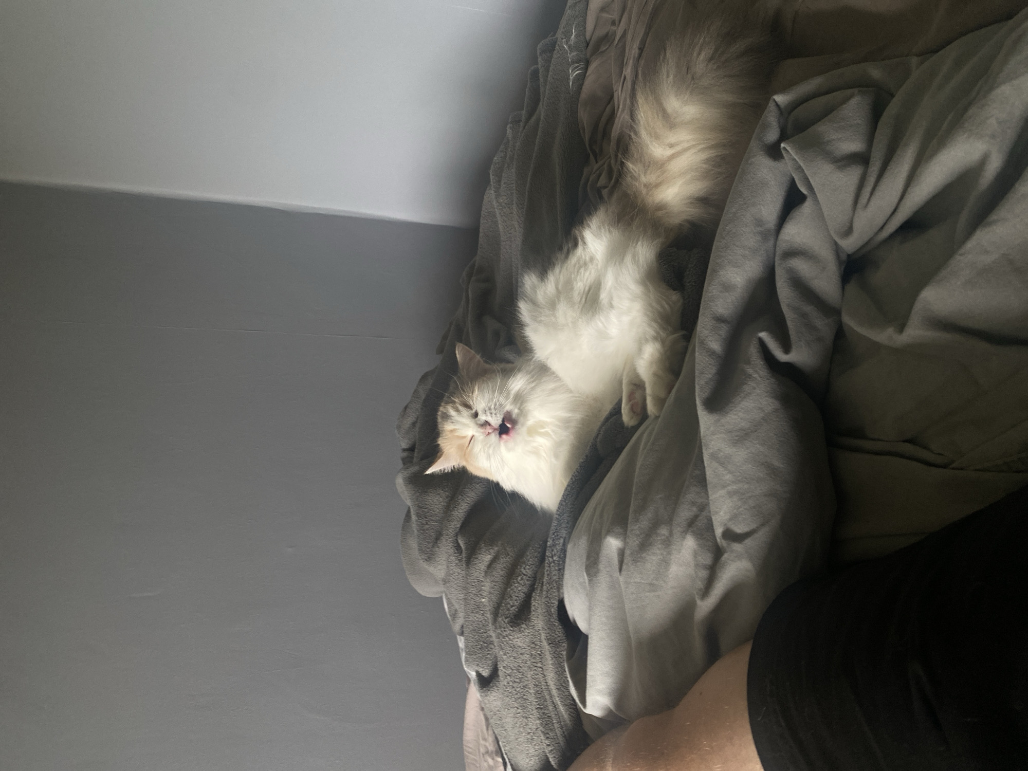 A fluffy cat with white and ginger fur is lying on a bed covered with wrinkled gray blankets. The cat is stretching and appears to be yawning or meowing, with its mouth open and tongue sticking out. Sunlight is illuminating the cat from the right side, creating a bright glow on its fur. In the foreground, the bare leg and black shorts of a person are visible, suggesting they are lying in bed with the cat. The background shows a plain gray wall, which transitions to a lighter gray corner where two walls meet, indicating an indoor environment. The overall scene captures a casual, domestic moment.