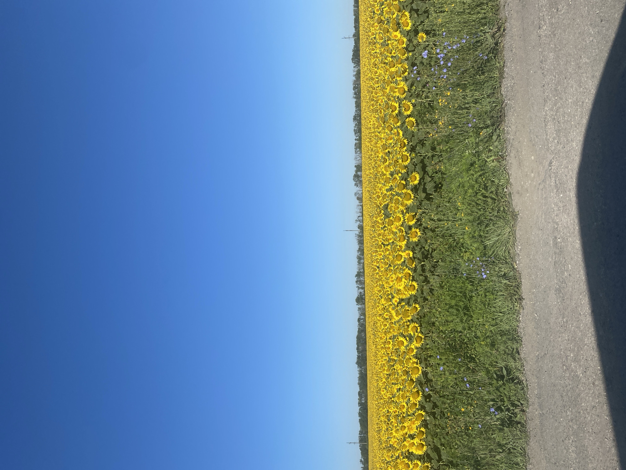 An eye-level, full shot captures a vast, sun-drenched field of sunflowers under a clear, vibrant blue sky. The horizon is lined with a dense forest of green trees, punctuated by a few utility poles. In the foreground, a rough, gray gravel road runs horizontally across the bottom of the frame, casting a dark shadow from an unseen object on the right. The field itself is a sea of yellow sunflowers, their faces turned towards the sun, creating a brilliant, uniform expanse. Interspersed among the sunflowers and along the edge of the road are patches of green grass and smaller blue wildflowers. The scene is devoid of any human presence.