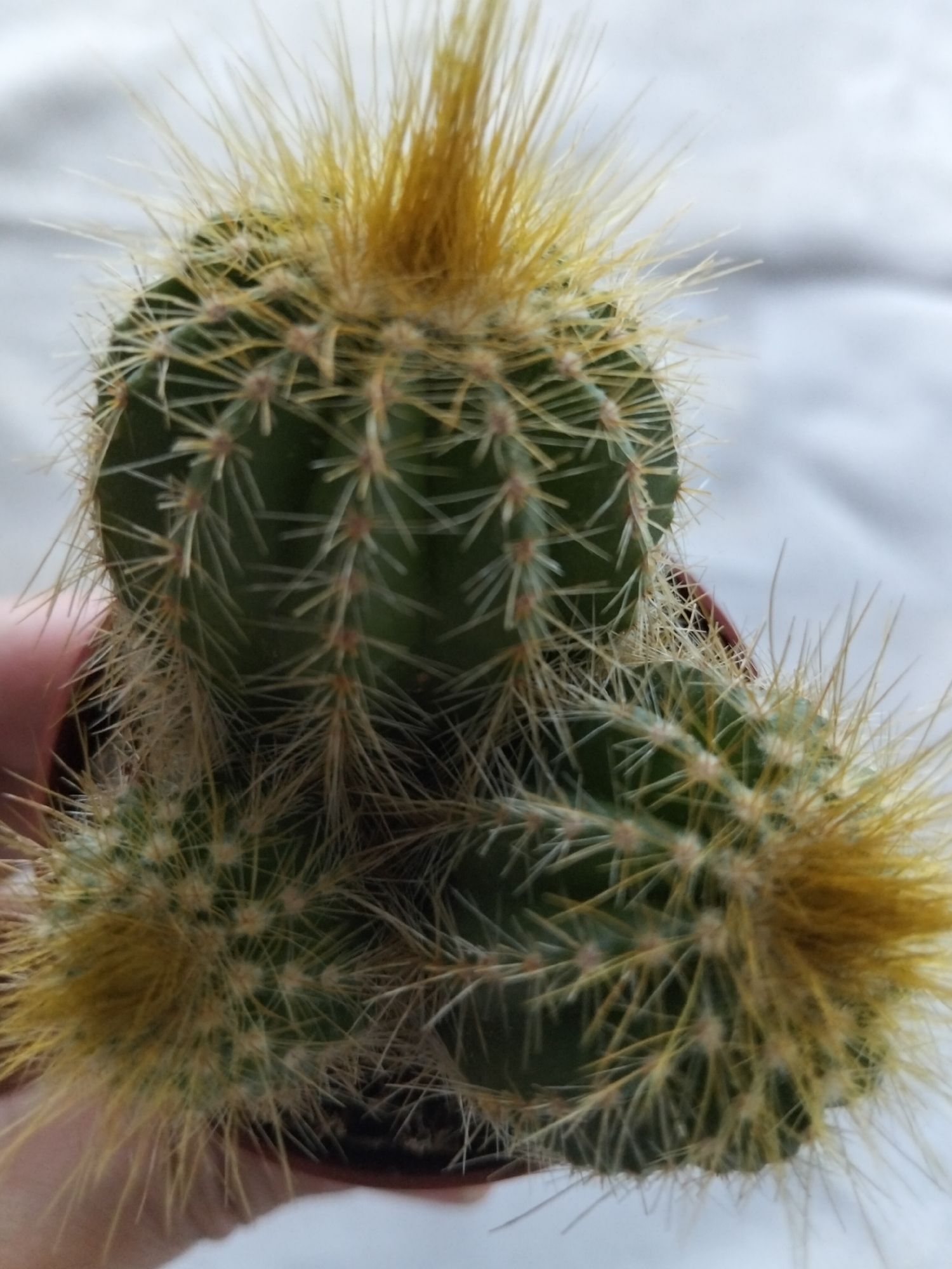 A close-up, slightly angled shot shows a cluster of golden barrel cacti with their sharp spines. The main cactus is centered and in focus, with two smaller offsets growing from its base. The spines are a mix of light yellow and golden brown, radiating outwards from the green, ribbed bodies of the cacti. A blurred hand is visible holding the potted plant on the left side of the image. The background is out of focus and appears to be a textured, light-colored surface, possibly a fabric or wall. The lighting is diffused, creating soft shadows. The image was taken in an indoor setting, with no identifiable urban elements or geographical markers.