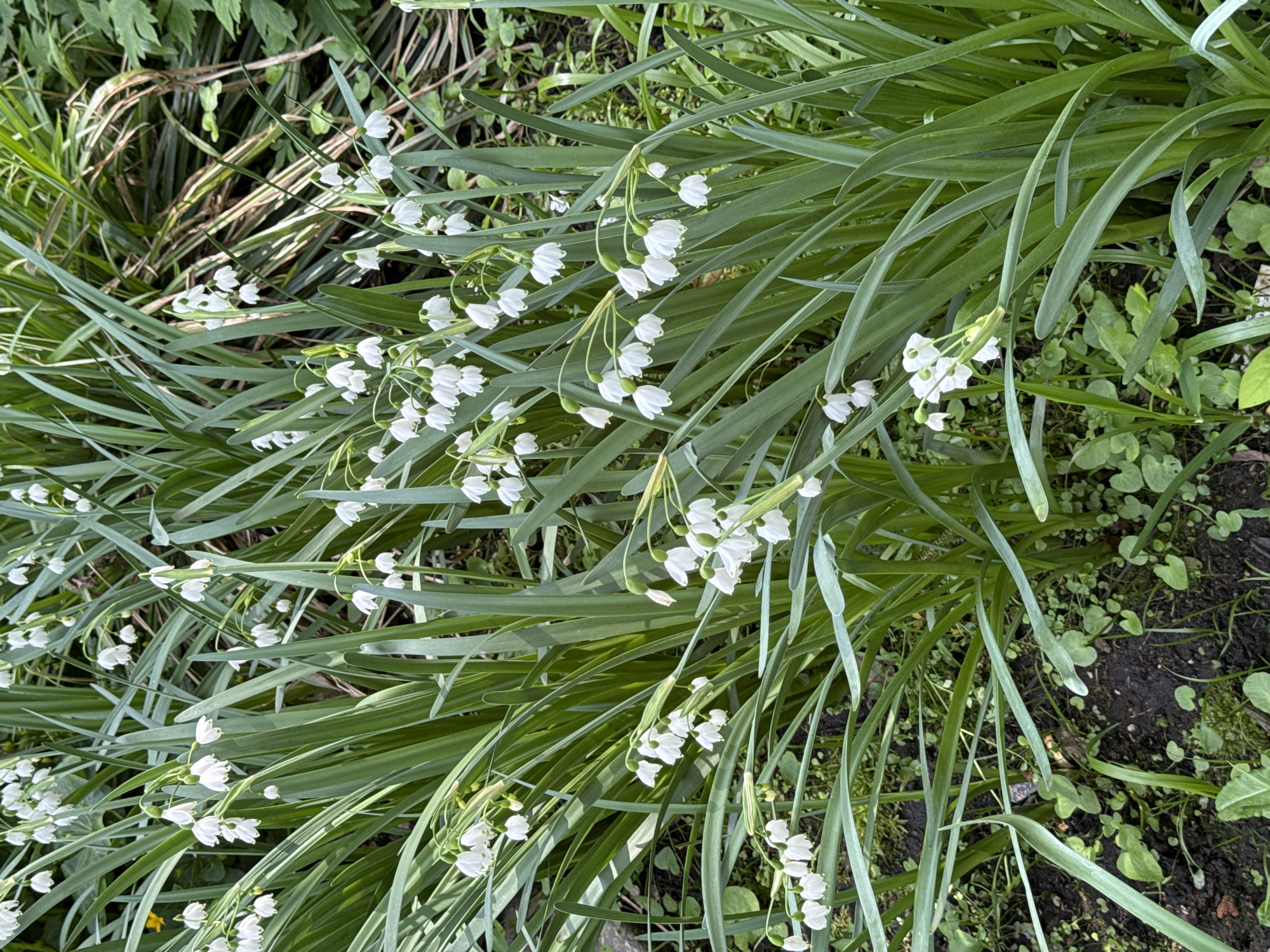 The image depicts a cluster of flowering plants, likely Leucojum aestivum (summer snowflake), in an outdoor setting. The plants feature long, slender green leaves and delicate, bell-shaped white flowers. The ground appears to be a mix of soil and other low-lying vegetation, including small clover-like plants. The environment suggests a garden or a naturalized area. There is no evidence in the image to confirm that this is located in Moscow, Russia.
