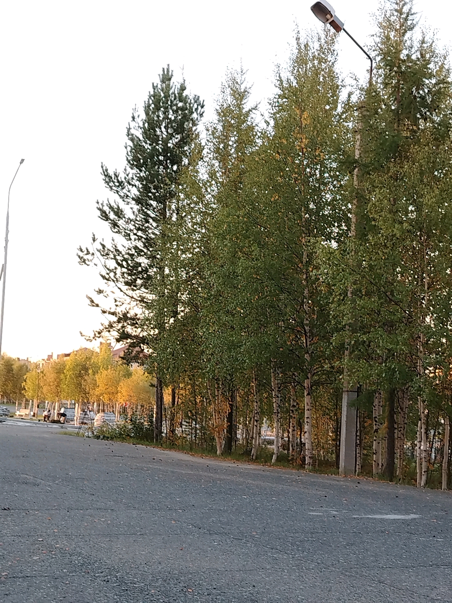 This is a street-level view of a paved road in Muravlenko, Russia, bordered by a line of trees, mostly birch with some evergreens. The trees are in various stages of autumn foliage, with many displaying yellow and orange leaves, interspersed with green. A tall street lamp with a curved pole stands prominently on the right side of the frame. In the background, buildings with orange roofs are visible through the trees. On the left side of the road, a street lamp and some parked vehicles, including what appear to be utility vehicles or construction equipment, are present. Several individuals are standing and interacting near the parked vehicles and on what appears to be a sidewalk or grassy area. The ground of the road is asphalt with visible cracks and scattered debris, suggesting it's an urban or suburban setting. The sky is overcast or hazy.