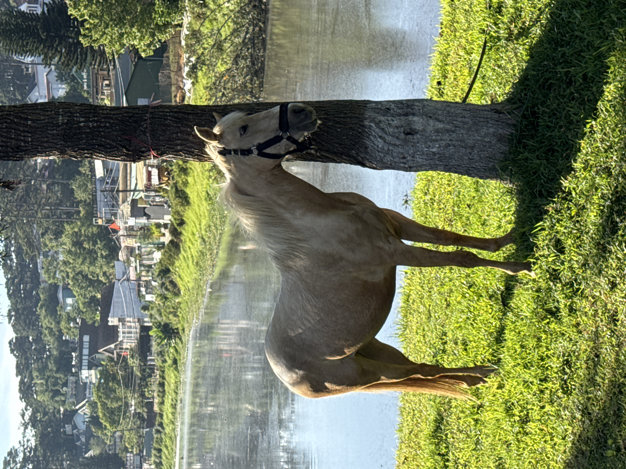 This image captures a tranquil outdoor scene on a bright, sunny day, likely in Da Lat, Vietnam. The main subject is a light-colored horse, possibly a palomino, standing calmly beside a large, thick-trunked tree. The horse is wearing a black halter, and its head is slightly turned, revealing its gentle eyes and flowing mane.
A prominent tree, with dark, textured bark, stands vertically in the midground. A thin red string or band is faintly visible tied around its trunk. To the left of the tree and horse, a calm body of water, resembling a lake or large pond, stretches into the background, reflecting the daylight.
Across the water, a cluster of buildings and houses are visible, interspersed with dense green foliage, suggesting a town or settlement nestled along the lakeside. The landscape behind these structures also features numerous trees. The immediate foreground and the ground beneath the horse and tree are covered in vibrant, lush green grass, illuminated by strong sunlight which casts distinct shadows.
The clear lighting and visible shadows indicate a sunny day with no apparent cloud cover. No people are visible in the frame, and there is no discernible text. The overall scene conveys a peaceful and natural ambiance.