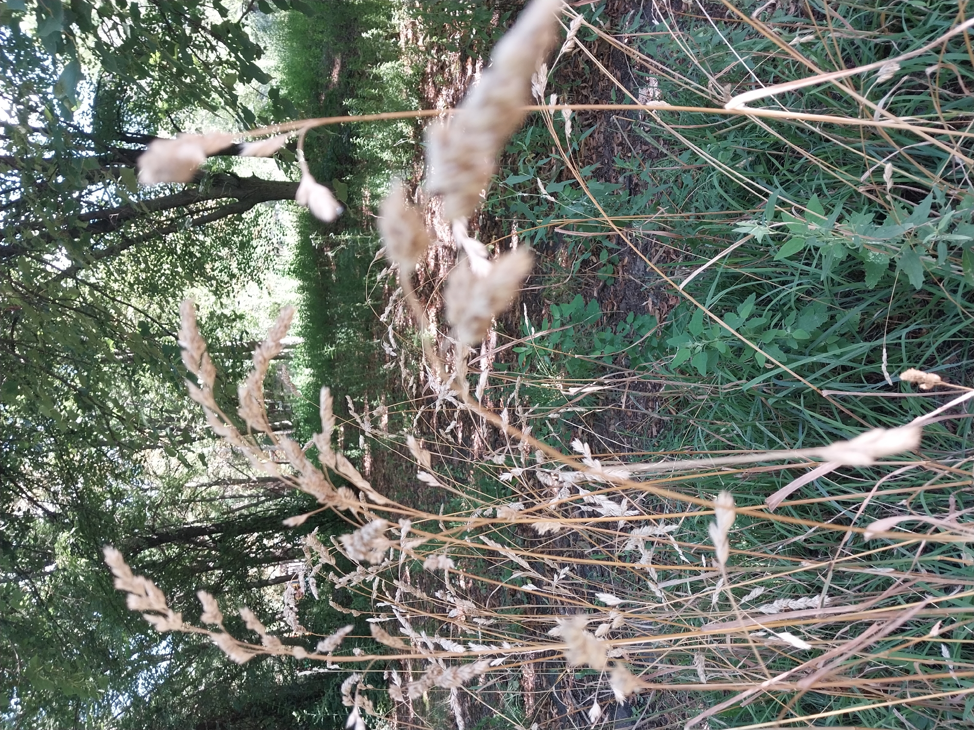 The image depicts a close-up view of dry grass stalks in the foreground, with a blurred background of green trees and foliage. The lighting suggests it is daytime, likely with sunlight filtering through the leaves, creating dappled shadows on the ground. The environment appears to be a natural area, possibly a park or a wooded edge within a city. There are no people or specific landmarks visible to identify the exact location within Dnipro, Ukraine. The overall scene is one of natural foliage and dry vegetation.