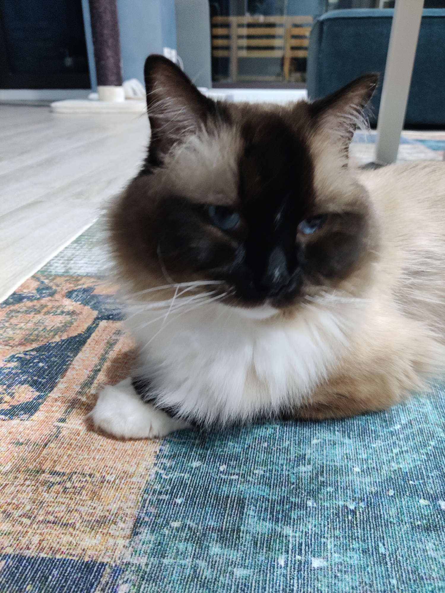 A Birman cat is lying on a multicolored rug in an indoor setting. The cat has blue eyes, a dark brown face mask and ears, and a white chest. One paw is visible. The rug has a patchwork pattern with hues of brown, orange, and blue-green. The background includes a light-colored wooden floor, a scratching post, and a blue object, likely furniture. The location is unknown.