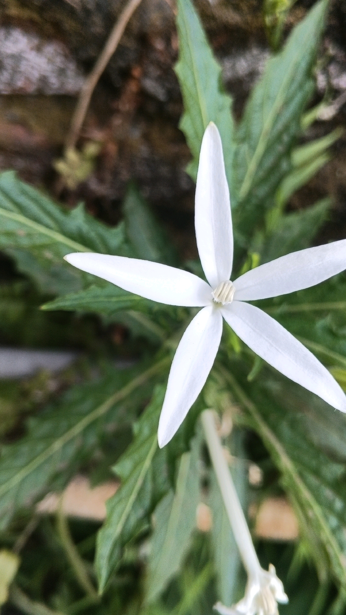 A close-up, overhead shot captures a single, delicate white flower with five pointed petals, resembling a star, set against a backdrop of blurred green leaves and a rough, textured brown surface. The flower's center is a light, creamy color with a star-like pattern. The surrounding foliage is a deep green, with some leaves appearing elongated and serrated. The brown textured area, likely a wall or ground, is out of focus, providing a muted contrast to the vibrant white of the flower and the lushness of the leaves. The lighting is natural and appears to be diffused, casting soft shadows.