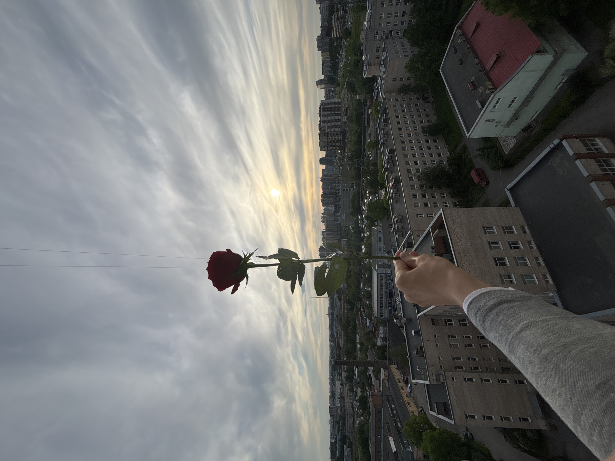 The image, taken from a high vantage point, displays a human hand holding a single red rose against an urban backdrop. The photo appears to be oriented ninety degrees clockwise from its natural upright position.
In the foreground, a person's right hand, wearing a gray long-sleeved top with a white cuff, extends into the frame from the right. The hand firmly holds a long-stemmed, vibrant red rose, complete with green leaves, positioned towards the center-left.
The background reveals an extensive urban cityscape, stretching horizontally across the middle of the frame. Numerous multi-story buildings, a mix of residential and commercial structures, dominate the landscape. Some buildings have flat, dark roofs, while others feature distinctive red, sloping roofs. Patches of green trees and foliage are interspersed throughout the concrete jungle, indicating green spaces or street-lined vegetation.
Above the city, the sky is filled with elongated, streaky clouds, suggesting a cirrus cloud formation. The sun, partially obscured by these clouds, is visible in the distance, casting a soft, warm glow that hints at either sunrise or sunset. The overall atmosphere is serene and somewhat diffused due to the cloud cover.
The setting is an urban environment, consistent with cityscapes found in Russia, viewed from a significant height, possibly a high-rise building or balcony. No visible text is present in the image. The scene evokes a contemplative or romantic mood, contrasting the delicate rose with the vast urban expanse.