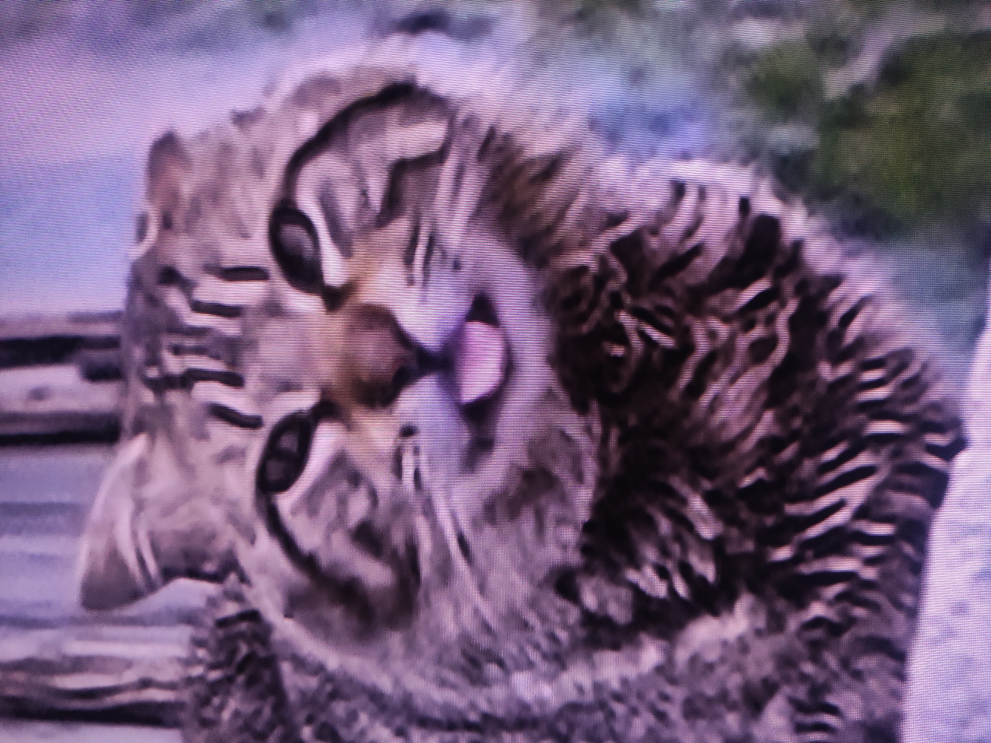 The image displays a close-up of a cat, likely a tabby, resting or in a relaxed pose. The cat is positioned on its back or side, with its head tilted, making its face the central subject. Its fur exhibits characteristic dark and light stripes. The cat's pink nose and mouth are clearly visible, with the mouth slightly open, revealing a pink tongue or inner mouth. One eye is partially open, contributing to an impression of drowsiness or calm.
The background is blurred and features muted tones of green and grey, suggesting an outdoor or natural environment such as foliage or a distant landscape. The entire image is characterized by significant blurriness and prominent horizontal scan lines, indicating it is a photograph taken of a digital screen (e.g., a TV or monitor) rather than a direct photograph. The color palette has a somewhat desaturated, purplish tint.
There is no discernible specific activity beyond the cat resting or being in a relaxed state. No particular time of day, weather conditions, or specific location cues (beyond a generic natural setting) are visible. No text is present in the image. The cat appears calm or potentially playful.