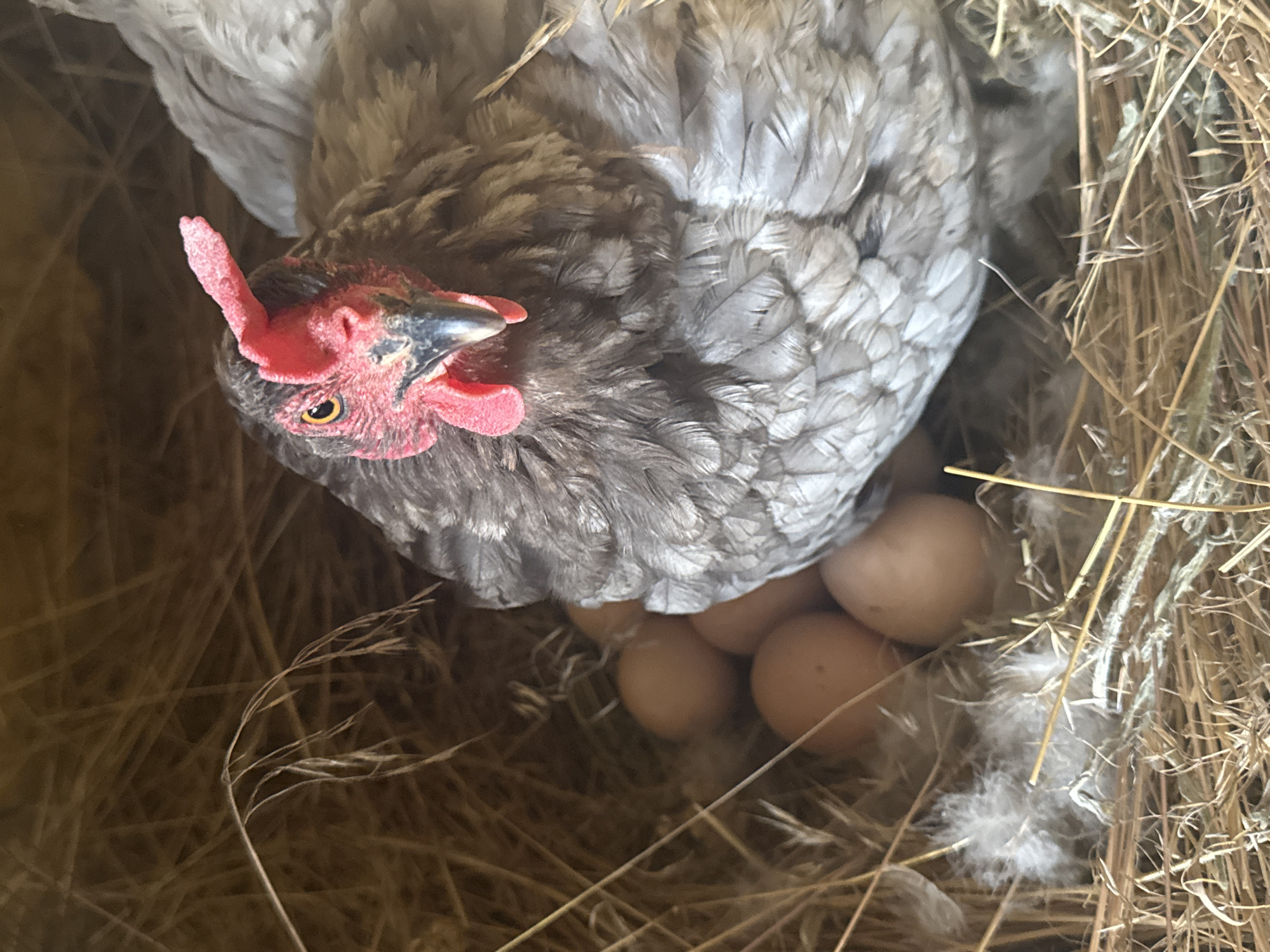 A close-up, eye-level shot shows a gray hen nestled in a straw-lined nesting box. The hen's head is angled towards the camera, with a bright red comb and wattle. Several brown eggs are visible beneath the hen's body. The nesting box is filled with dry straw, some of which is in the foreground, and a few small white feathers are scattered around. The background consists of more straw and what appears to be the wooden interior of the nesting box. The lighting suggests an indoor setting, likely a coop or barn.