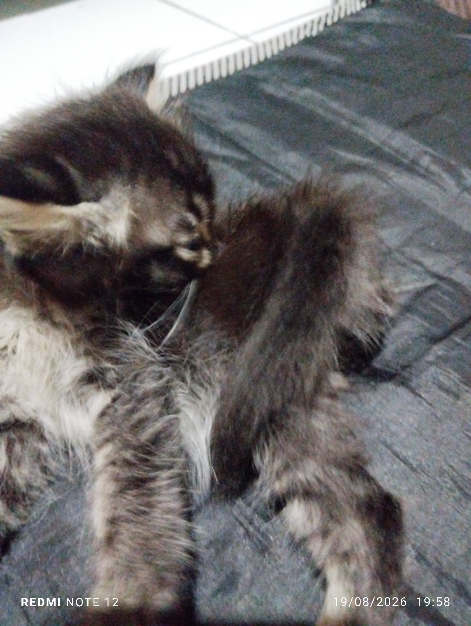 A fluffy, dark gray and brown tabby cat is lying on its side on a dark gray, textured surface. Its fur is long and appears soft. The cat's face is obscured as it is grooming itself, with one paw held up to its face. Its bushy tail is prominent in the foreground, curving upwards. The background shows a white tiled surface with a thin, vertical black and white striped object. A watermark in the lower left corner reads "REDMI NOTE 12" and in the lower right corner it reads "19/08/2026 19:58". The scene appears to be indoors. The location is not specified in the image, but the prompt states it is in the city of Bekasi, Indonesia.