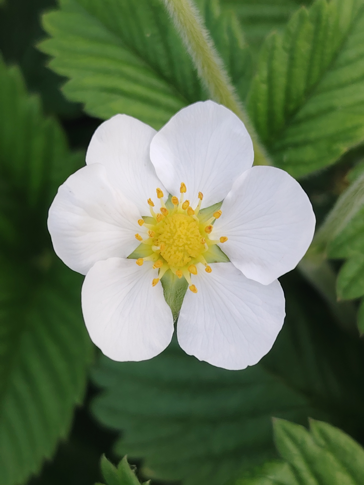 A close-up, macro-level vertical photograph captures a single white strawberry flower centered against a blurred green background. The flower displays five pristine white, ovate petals, each exhibiting subtle venation. At the core of the flower is a prominent bright yellow reproductive structure, composed of numerous short, yellow stamens encircling a slightly greener central pistil cluster. A hint of green sepals is visible directly beneath the petals at the flower's base. The background consists of out-of-focus green foliage, likely strawberry leaves, characterized by indistinct serrated edges and varying shades of green, with some darker areas indicating depth. A light green, slightly hirsute stem is partially visible in the upper background. The lighting is even and diffused, highlighting the flower's details without harsh shadows. The scene is devoid of human presence or other discernible objects. Location: Unknown, Unknown.