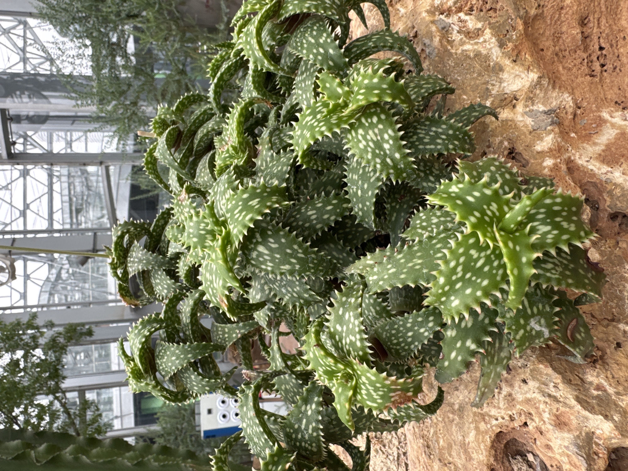 This is a close-up, eye-level, vertical, medium shot of a dense cluster of aloe plants with distinctive triangular, serrated leaves covered in white spots. The plants are arranged on top of a textured, light brown rock. The background is blurred and shows the interior of a large building with a glass roof and metal support structures, suggesting an indoor botanical garden or conservatory. Trees and other greenery are visible through the glass. A blue and white electronic device with circular buttons is partially visible on the left side, near the edge of the frame. The lighting is bright and diffused, typical of an indoor environment. There are no people or animals visible in the image.