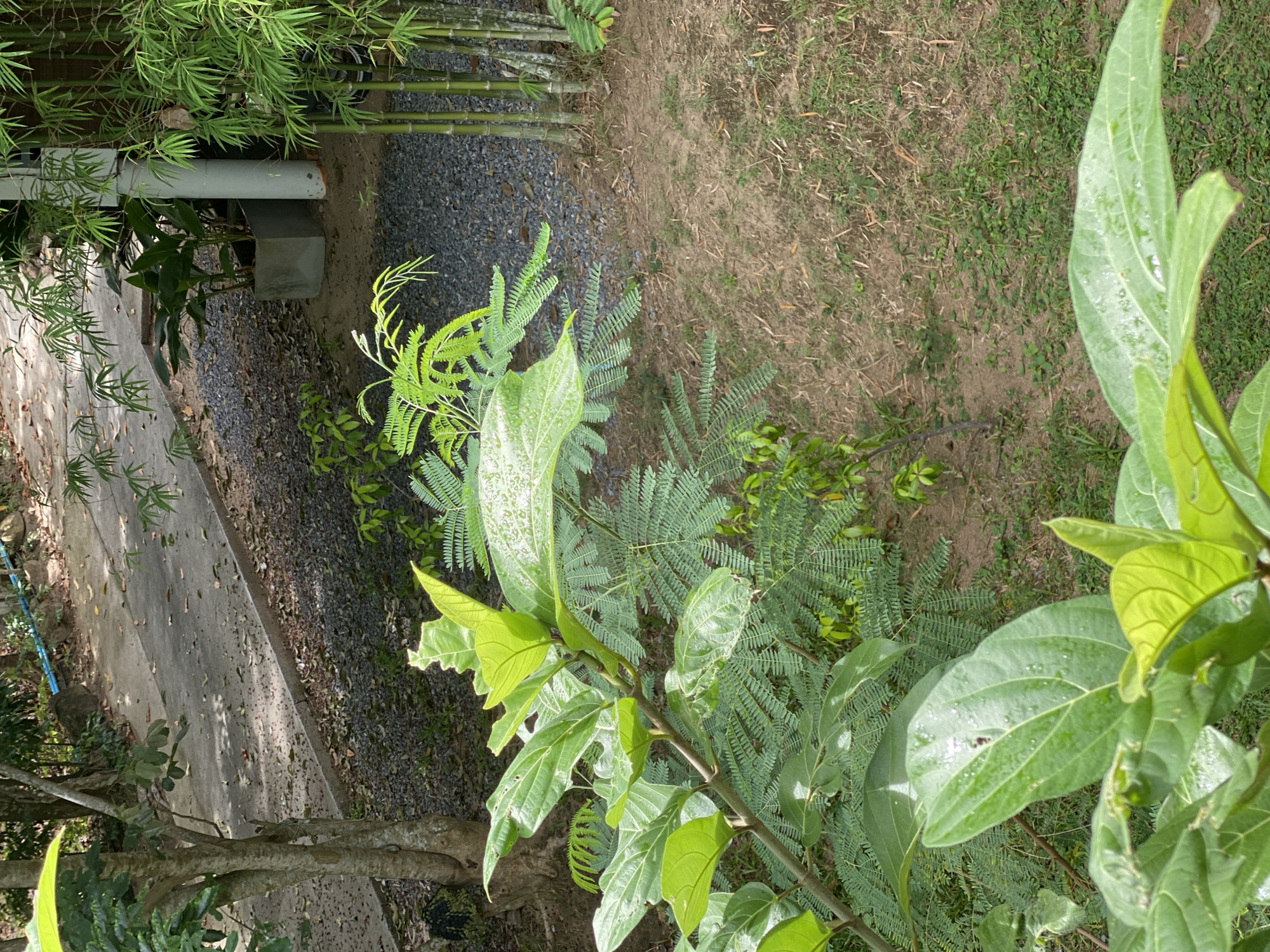 The image captures an outdoor scene on Koh Phangan island in Thailand, likely in a garden or natural setting within Tambon Ko Phangan. The foreground is dominated by lush green foliage, with large, broad leaves in focus, some showing water droplets. Behind these leaves, a lighter green, feathery-leafed plant is visible. Further back, a concrete pathway runs diagonally across the frame, bordered by dark grey gravel. To the right of the pathway, a cluster of bamboo stalks stands tall, with a white cylindrical pole visible next to them, possibly part of a structure. In the background, more trees and vegetation are present, with dappled sunlight filtering through. The ground is a mix of dirt and sparse grass. There are no people or animals visible in the image.