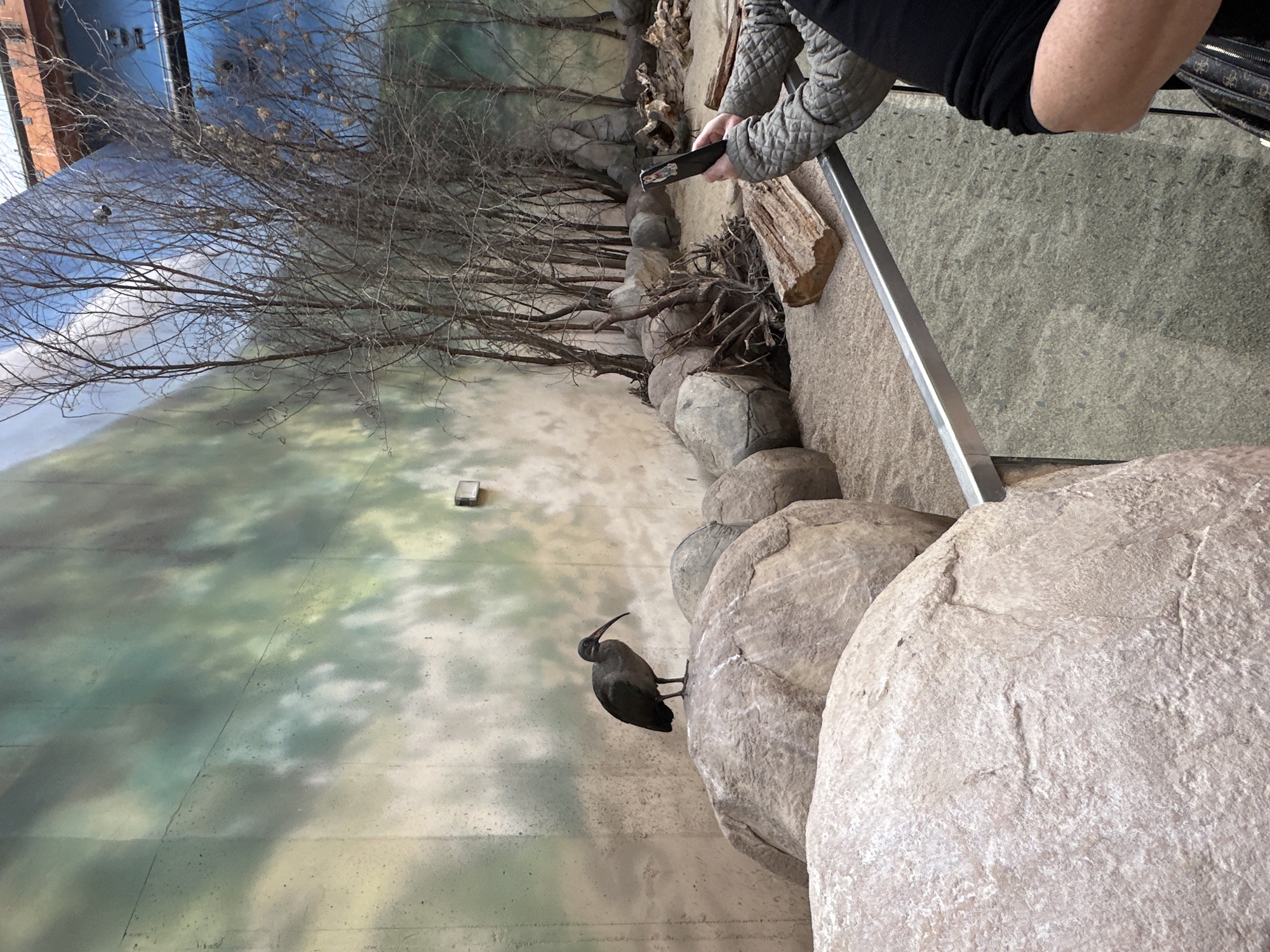 The image depicts a diorama or exhibit, likely inside a museum. The scene is an artificial landscape with a painted backdrop of a sky and grassy terrain. In the foreground, there's a series of artificial rock formations, on one of which sits a model of a glossy ibis bird. The midground features bare trees.
In the background, on the right side of the image, a person is partially visible, wearing a gray quilted jacket and black clothing. The person is holding a black object, possibly a phone, and appears to be taking a picture of the diorama. A silver metal railing is also visible separating the diorama from the viewer's space. The scene appears to be an attempt to recreate a natural habitat.
It is likely that this diorama is located in the city of Wrocław, Poland, specifically within the Wrocław Zoo.