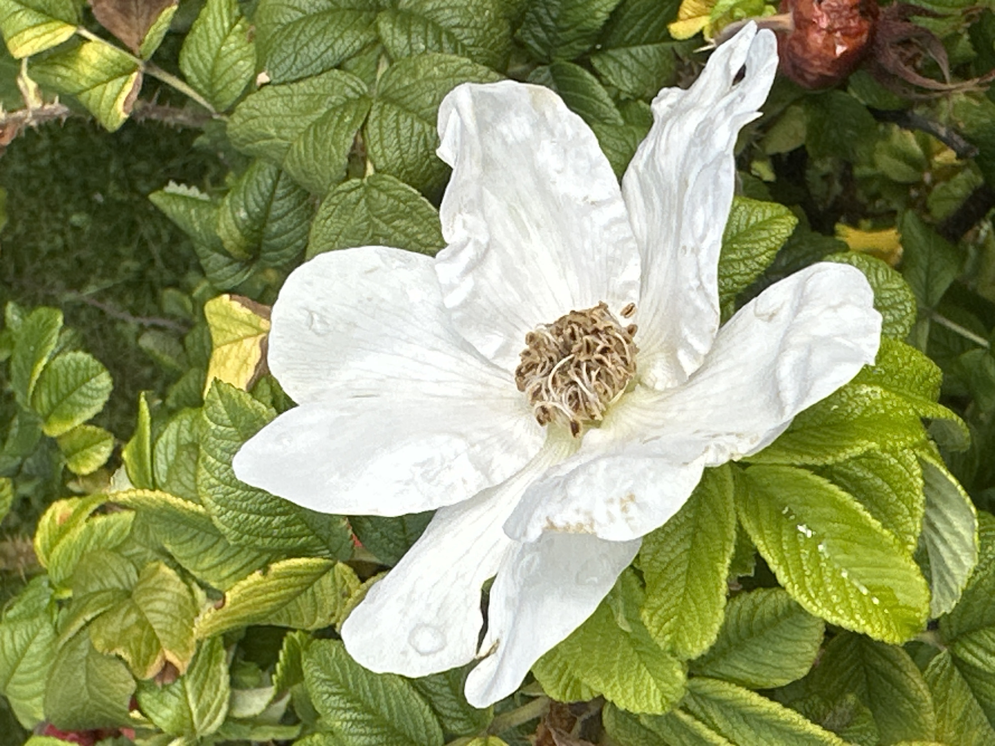 A close-up, eye-level, vertical shot features a single, large, white rose flower in full bloom. The petals are slightly curled and delicate, with some appearing wilted. The center of the flower displays a cluster of brown stamens. The flower is surrounded by lush, green, textured leaves, some of which have yellow or brown tinges, indicating the progression of seasons. In the background, a dried, red rosehip is visible on the right side. The scene is bathed in natural light, creating subtle shadows and highlights. The image appears to have been taken outdoors. There is no information provided to indicate the location of this scene within the city of Podolsk, Russia.