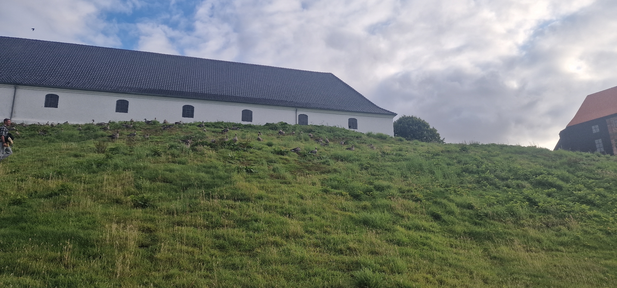 The image captures a grassy hill leading up to a white building with a dark roof. Several geese are scattered across the grassy slope. A man with dark hair is walking on the grass in the foreground, carrying a child or a bag over his shoulder. In the background, to the right, a portion of a brick building with a red roof is visible. The sky is cloudy. The scene is likely located at Koldinghus castle in Kolding, Denmark, given the presence of the historical buildings and the prominent grassy slope.
