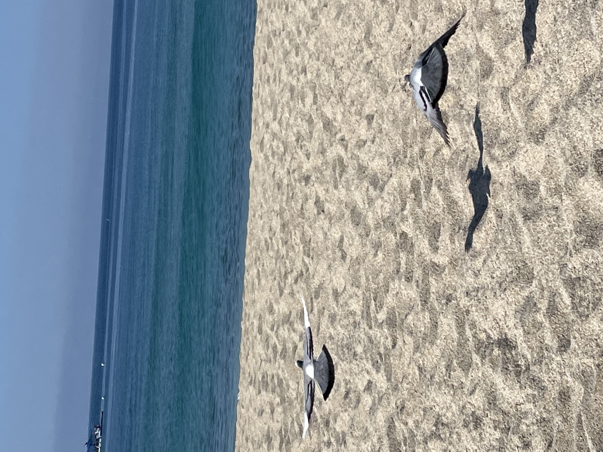 This image depicts a sunny beach scene, originally oriented vertically but best viewed horizontally, showing a vast expanse of ocean to the left and sandy beach to the right. The setting is Alanya, Turkey.
The primary subjects are two black and white birds, likely gulls or similar seabirds, captured in mid-flight or the act of landing/taking off over the sand. One bird is positioned towards the upper right of the sandy area, with its wings widely spread, casting a distinct shadow on the textured sand. Another bird, also black and white with outstretched wings, is seen closer to the bottom right, appearing to move in the same direction.
The beach itself is light-colored, with a visible, rough texture, suggesting wind patterns or coarse grains of sand. The ocean, occupying the left half of the image, displays varying shades of blue and turquoise, indicating depth changes and clear water. The horizon line where the sky meets the distant sea is subtly visible. In the far distance on the ocean, a small, indistinct structure, possibly a boat or a section of a pier, can be discerned, with faint points of light or reflections on it. A few tiny, unidentifiable shapes, possibly people, are visible near this structure.
The time of day is clearly daytime, evidenced by the bright, overhead sunlight and the sharp, well-defined shadows cast by the birds. The sky is a pale, clear blue, suggesting fair weather. There is no visible text in the image.