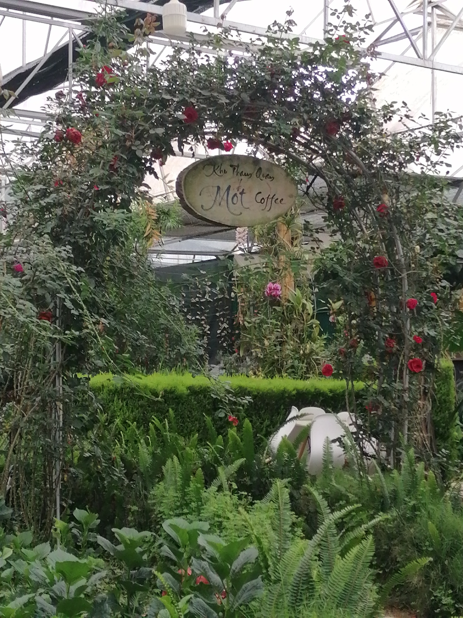 The image depicts a lush and verdant garden or greenhouse environment, likely located in Lạc Dương, Vietnam, based on the visible text. The central focus is a decorative archway, heavily draped with climbing rose bushes showcasing numerous vibrant red blooms and dense green foliage. One pink rose is also visible to the left of the arch.
Suspended from the archway is an oval-shaped wooden sign. The text on the sign reads "Khu Thăm quan" (Vietnamese for "Visiting Area" or "Tourist Area") above "Mot Coffee," suggesting this is a café or a tourist attraction within a garden setting.
The foreground is dominated by various green plants, including large ferns with intricately structured fronds and other broad-leafed plants, creating a rich texture. In the mid-ground, a neatly trimmed green hedge provides a clean line against the background. Behind the arch and further into the scene, more dense greenery is visible.
The upper part of the image reveals the structural elements of a greenhouse or conservatory: a white, translucent roof with a metal framework that allows diffused natural light to filter in. A white, bell-shaped lighting fixture hangs from the roof structure. In the lower right section of the image, partially obscured by ferns, are some white, curved objects, possibly garden seating or decorative sculptures.
No people are present in the image, contributing to a sense of tranquility and an inviting, serene atmosphere. The scene is well-lit, indicating it is daytime.