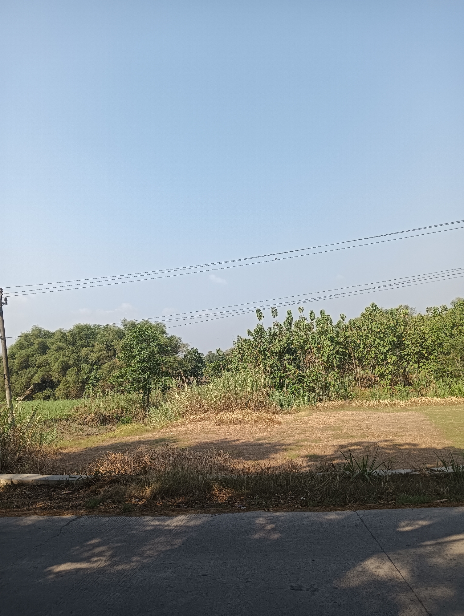 The image depicts a rural landscape under a clear, pale blue sky. In the foreground, a paved road with visible shadows of trees stretches across the bottom of the frame. Adjacent to the road is a strip of dry, brown grass and fallen leaves, bordered by a concrete curb. Beyond this, a field of dry, light brown grass extends into the mid-ground. Behind the field, a dense line of tall green vegetation, possibly sugar cane or reeds, is visible. Further back, a variety of trees and lush green foliage form a thick forest canopy. A single utility pole with wires extends vertically on the left side of the image, supporting multiple power lines that stretch horizontally across the sky. The overall impression is of a quiet, natural setting, likely in a rural area like Tanggan, Indonesia, given the vegetation and climate indicated by the clear sky and dry grass. There are no people or animals visible in the image.