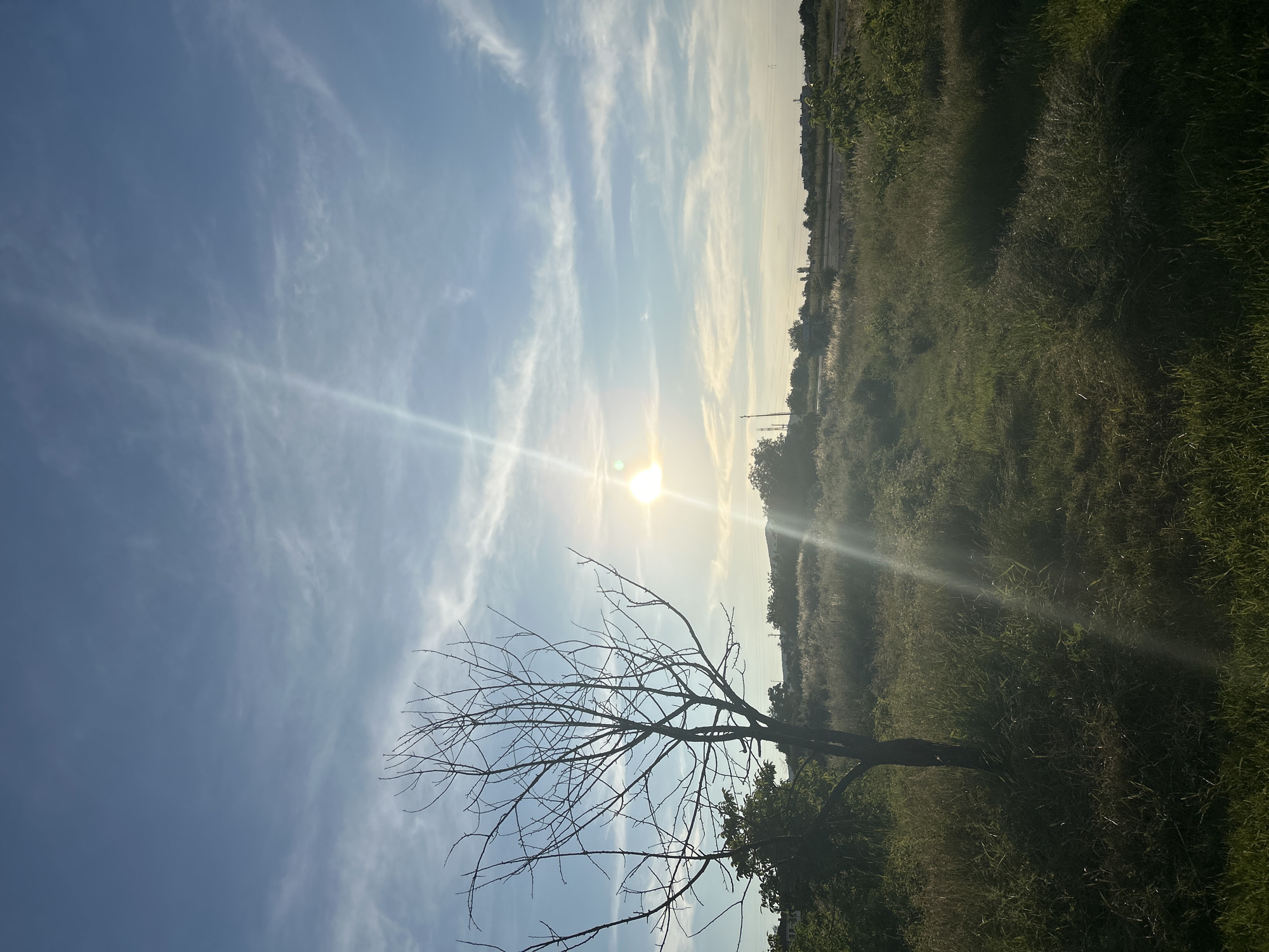 This is a vertical, eye-level shot of a dry, leafless tree standing in a grassy field under a partly cloudy sky. The sun is bright and low in the sky, positioned slightly to the right of the frame, casting a strong lens flare and diagonal light across the scene. The sky is a clear blue with wispy white clouds. The field is covered in green and dry grass, with some taller, feathery grasses in the middle ground. In the distance, a line of trees and buildings are visible on a slightly elevated horizon, with power lines running across the landscape. The foreground is dominated by the dry tree, which has a dark, slender trunk and numerous bare branches.