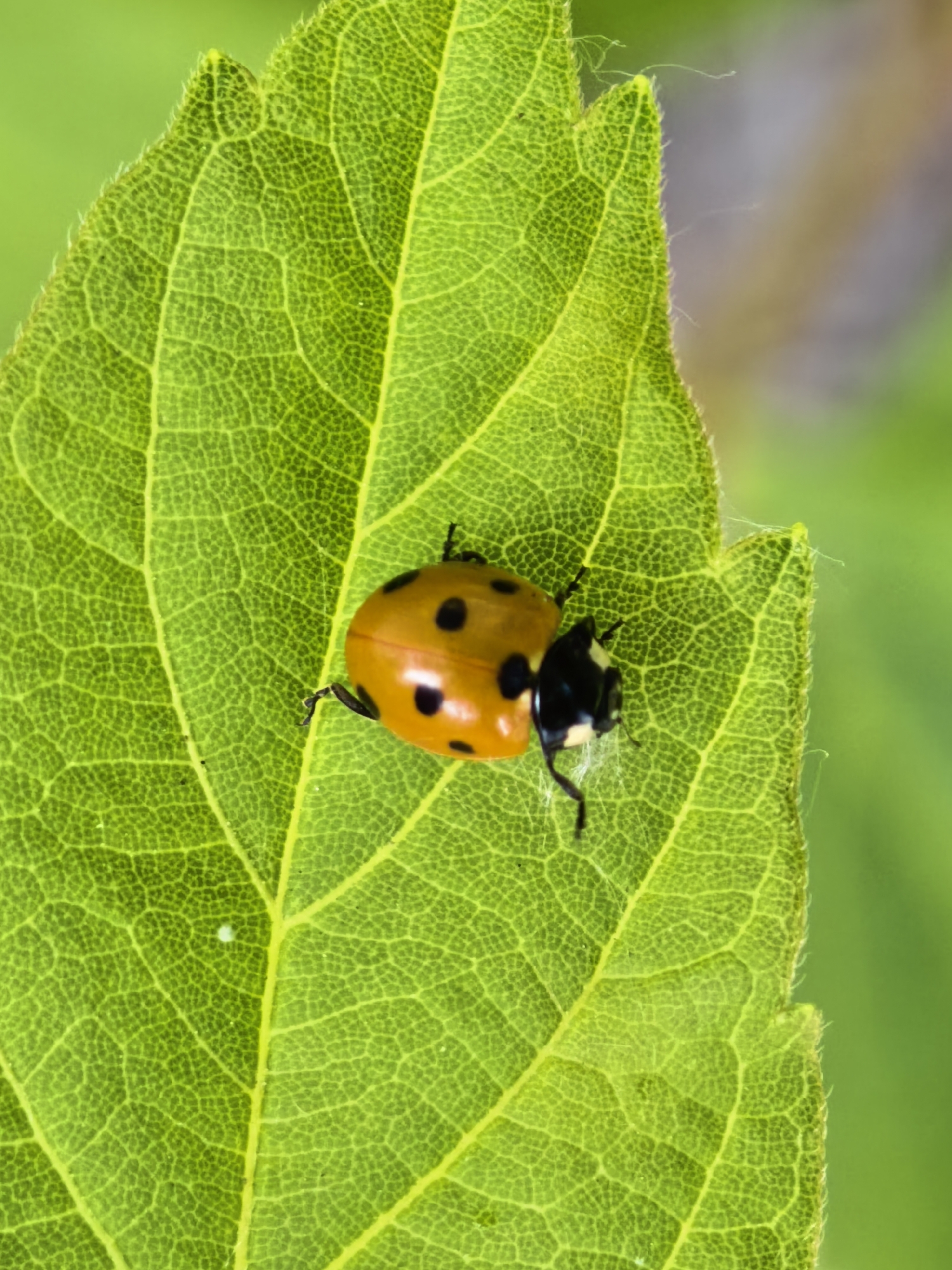 A macro photograph shows a ladybug with seven black spots on its orange shell. The ladybug is on a bright green leaf, its body angled towards the right side of the frame. The leaf has a textured surface with visible veins and a slightly serrated edge, fringed with fine hairs. The background is a soft, blurred green, suggesting an outdoor, natural environment. There is no indication of the image being located in Sterlitamak, Russia.