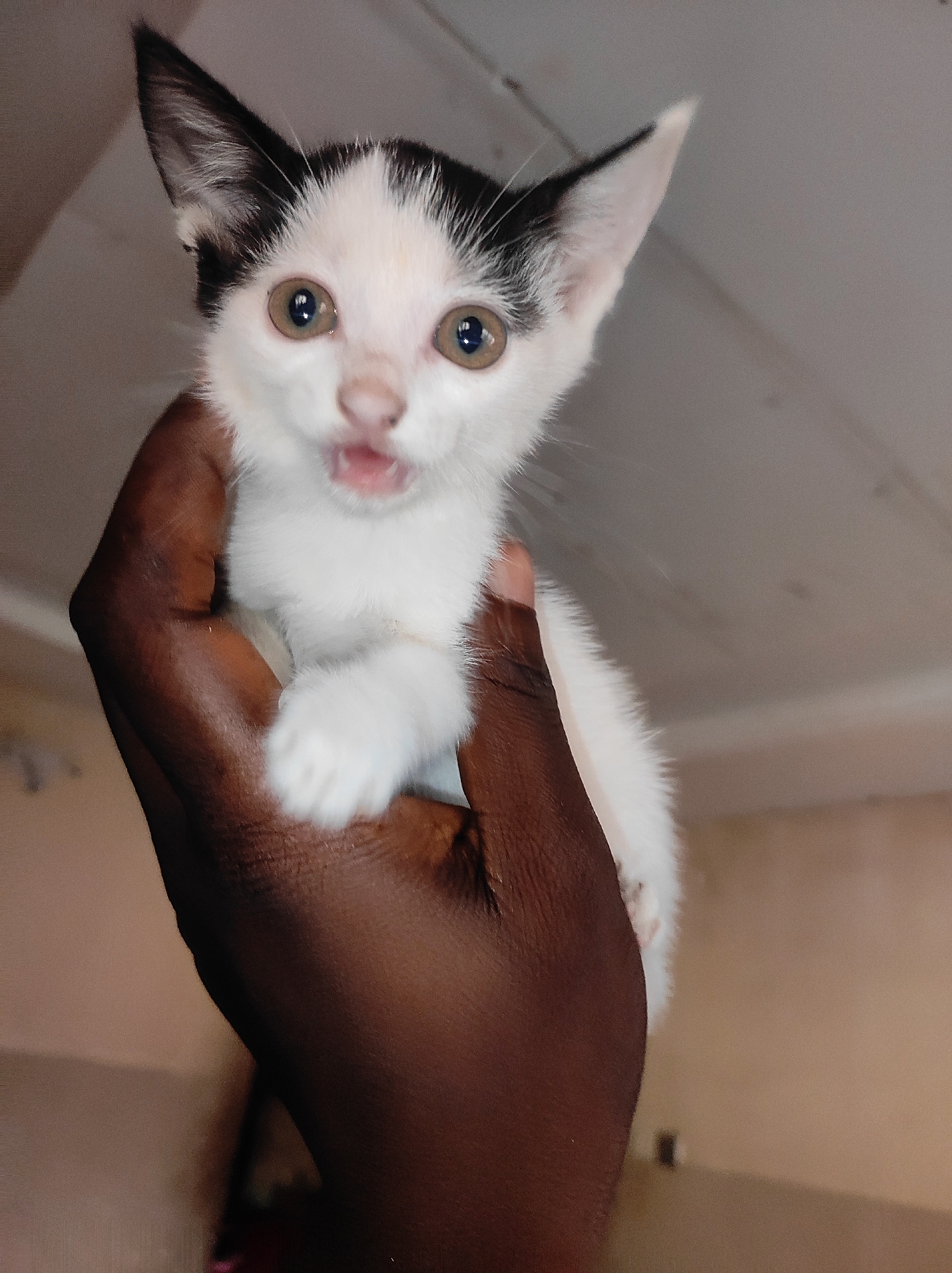 A hand is holding a small black and white kitten. The kitten is looking at the camera with its mouth open. The background is a blurry interior space. The location is Unknown, Unknown.
