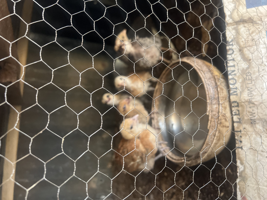 Within an enclosure in Birnin Kebbi, Nigeria, a close-up image captures a minimum of five juvenile chickens, or chicks, viewed through a hexagonal wire mesh. In the mid-ground, a light brown chick stands to the left of a round, metallic water bowl nestled within a larger, textured, possibly ceramic or wooden basin. Another similarly colored chick is positioned immediately to its right. Three additional chicks, lighter in coloration and out of focus, are visible in the background. The floor of the enclosure consists of loose dirt or bedding. Printed paper, partially legible with text including "LED MONITOR" and "MW-1710W LED," is visible beneath the wire mesh at the bottom of the frame. The background is dark and indistinct, suggesting an enclosed or shaded environment.