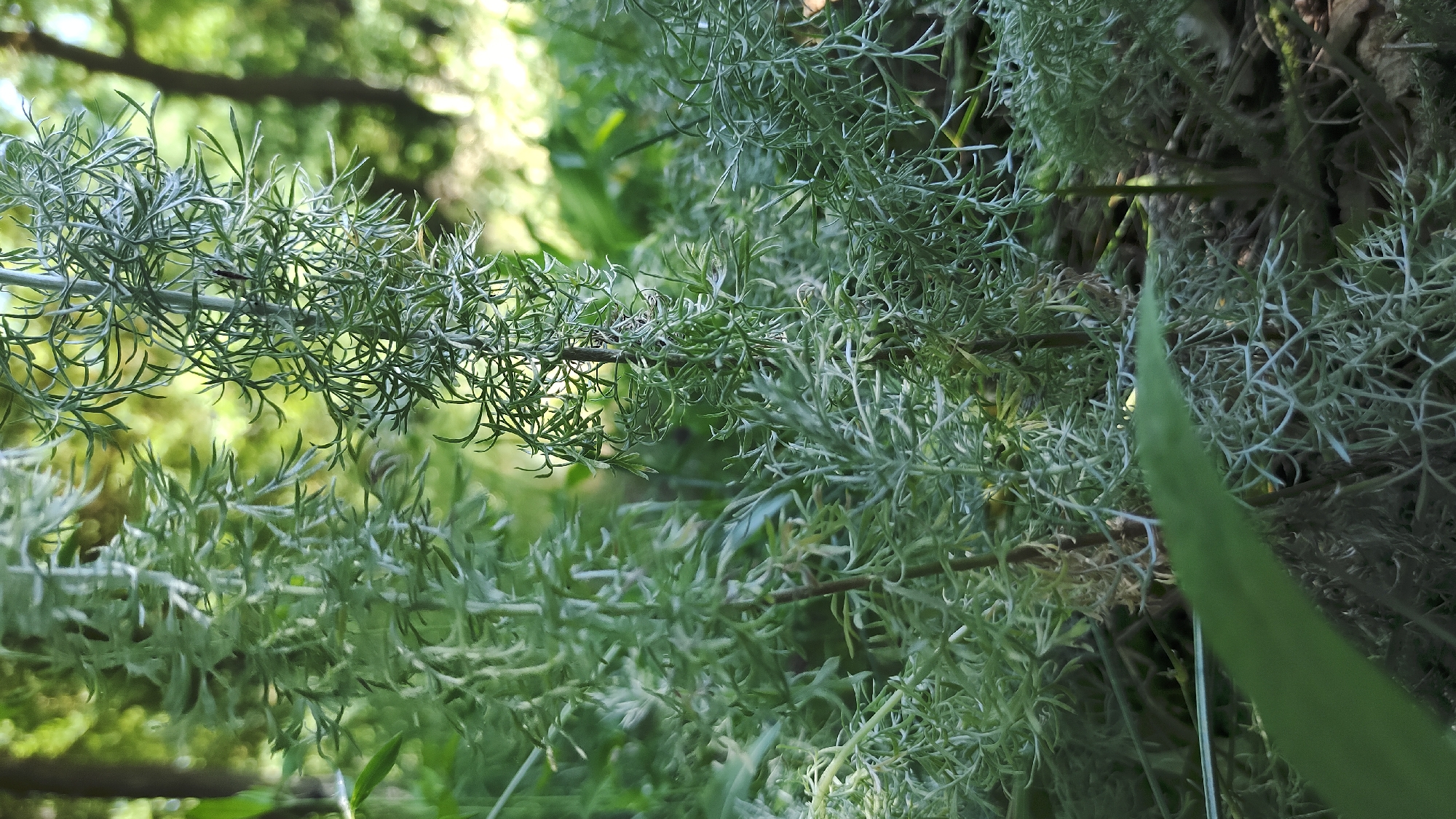 The image shows a close-up view of a feathery, light green plant with a feathery texture, likely in a natural setting with trees and foliage visible in the blurred background. The plant has numerous thin, delicate leaves. The lighting suggests it is daytime with dappled sunlight filtering through the trees. There are no people or specific identifiable landmarks present. The scene appears to be in an outdoor, possibly wooded area.