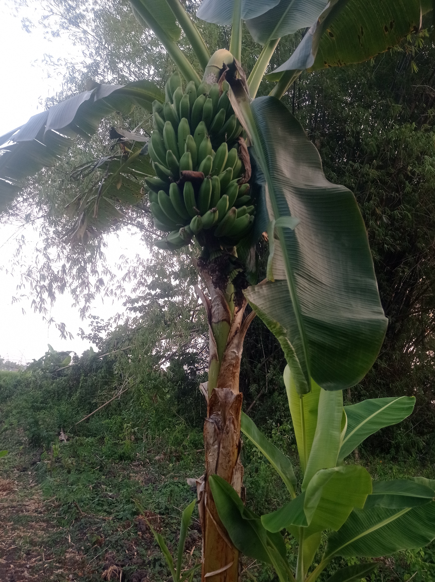 A close-up, outdoor, medium shot captures a banana tree with a developing bunch of green bananas. The tree's trunk is textured and brown, with large, lush green leaves fanning out. Behind the banana tree, a dense wall of green vegetation and bamboo trees creates a natural backdrop. The ground in the foreground is a mix of dirt and dried leaves. The sky is overcast and bright, suggesting either early morning or late afternoon. The scene is likely located in Bongsopotro, Indonesia, as indicated by the presence of tropical vegetation and the warm climate implied by the banana tree. No people are visible in the image.