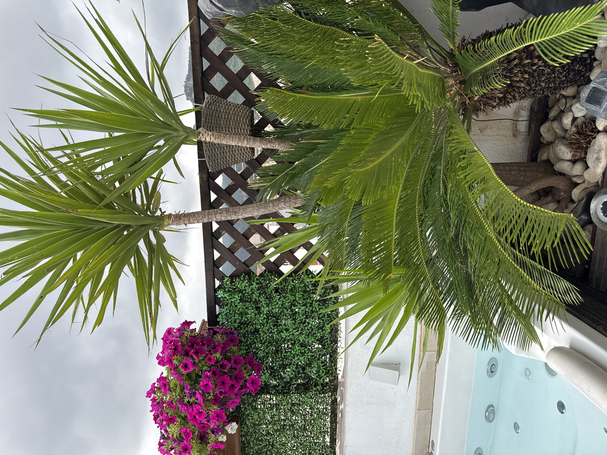 The image depicts an outdoor patio area with a white jacuzzi on the left. Lush green foliage, including palm trees and possibly artificial greenery, dominates the scene. Pink petunias are in bloom in a planter box above the greenery. A wooden lattice fence separates the patio from a more distant view of buildings and hills under a cloudy sky. The overall atmosphere is one of a private, tropical-themed outdoor space, possibly a rooftop or balcony, in Vallada, Spain.