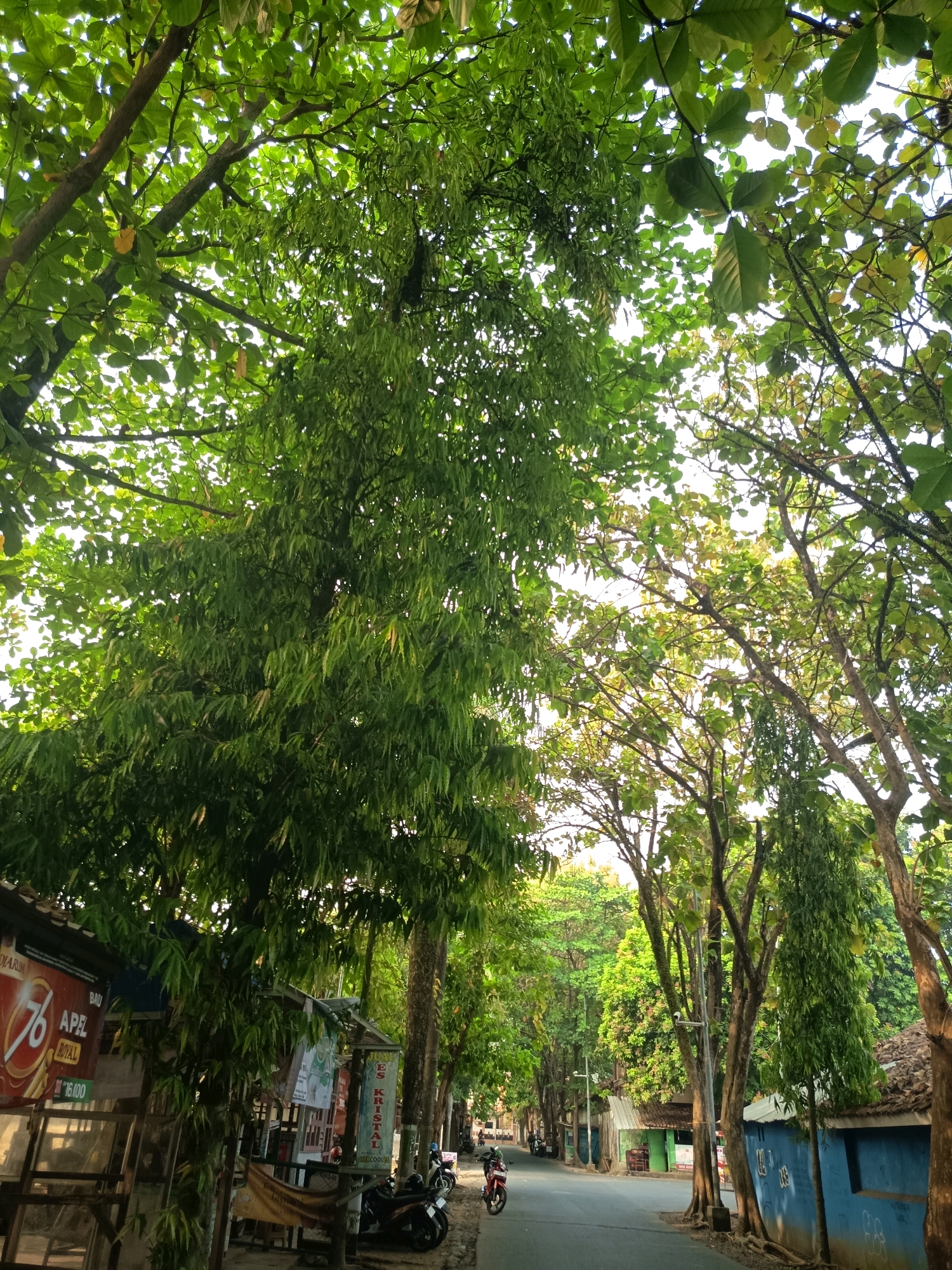 The image depicts a street scene in an urban or suburban environment, likely in a tropical or subtropical region, given the lush, dense foliage of the trees lining the road. The perspective is from street level, looking down a paved road that curves slightly to the right. On the left side of the road, there are several small, open-fronted shops or stalls, with signs visible in various languages, including what appears to be Indonesian. Some of these stalls have wooden structures and corrugated roofing. In front of the stalls, there are several motorcycles parked.
The right side of the road features more trees and a blue building with a tiled roof. The trees create a canopy overhead, with sunlight filtering through the leaves, dappling the road and the buildings. The overall impression is of a peaceful, everyday street scene, possibly in the late afternoon or early morning, judging by the quality of the light. There are no people prominently featured in the scene.